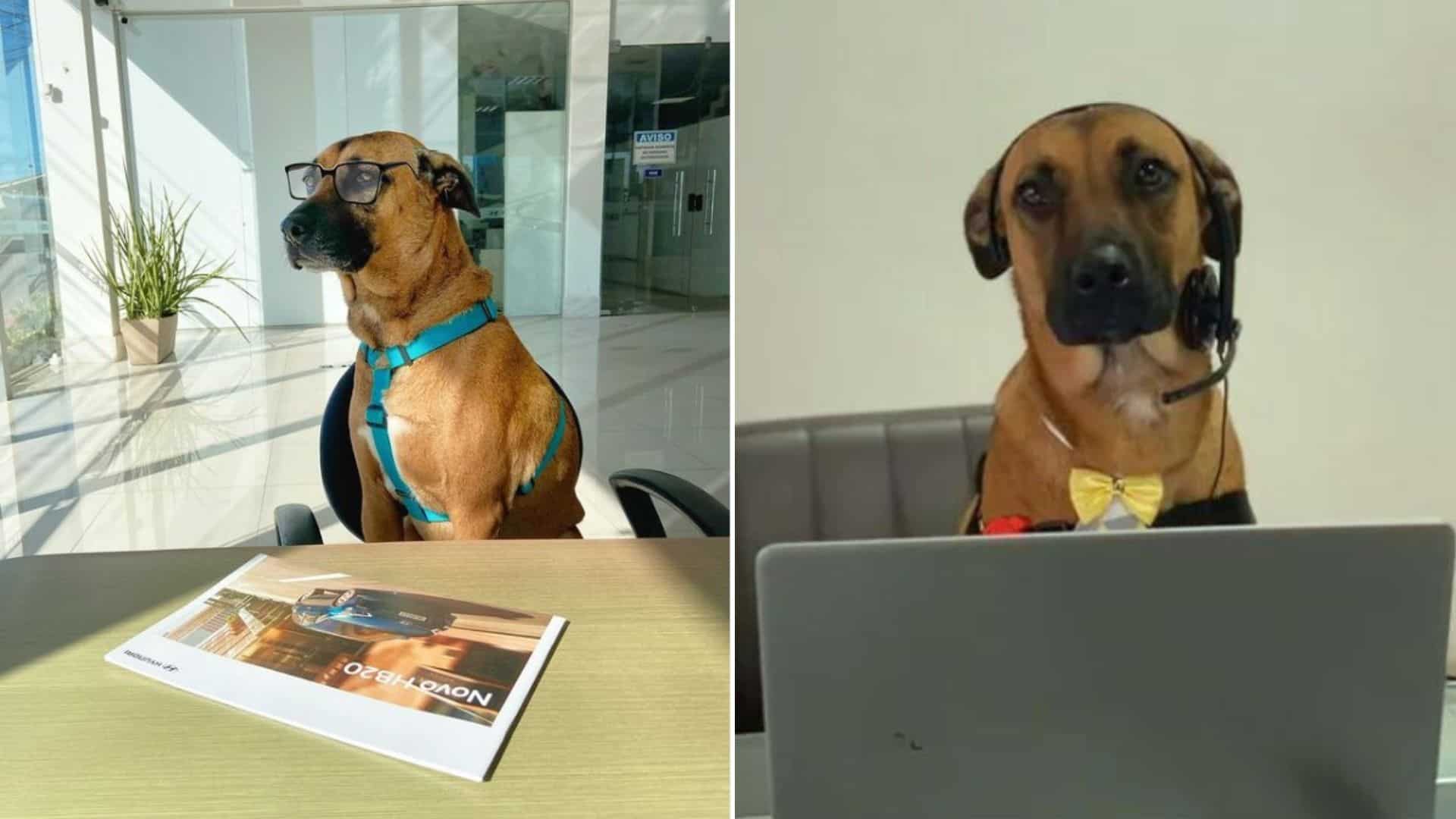 Workers Adopt A Stray Dog, He Soon Becomes The Face Of A Company