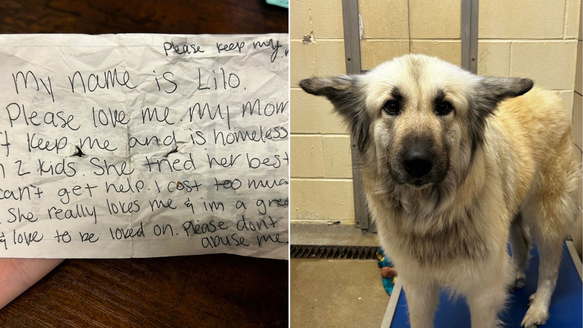 Witness A Heartwarming Reunion Between A Dog And His Mom Thanks To A Sad Note