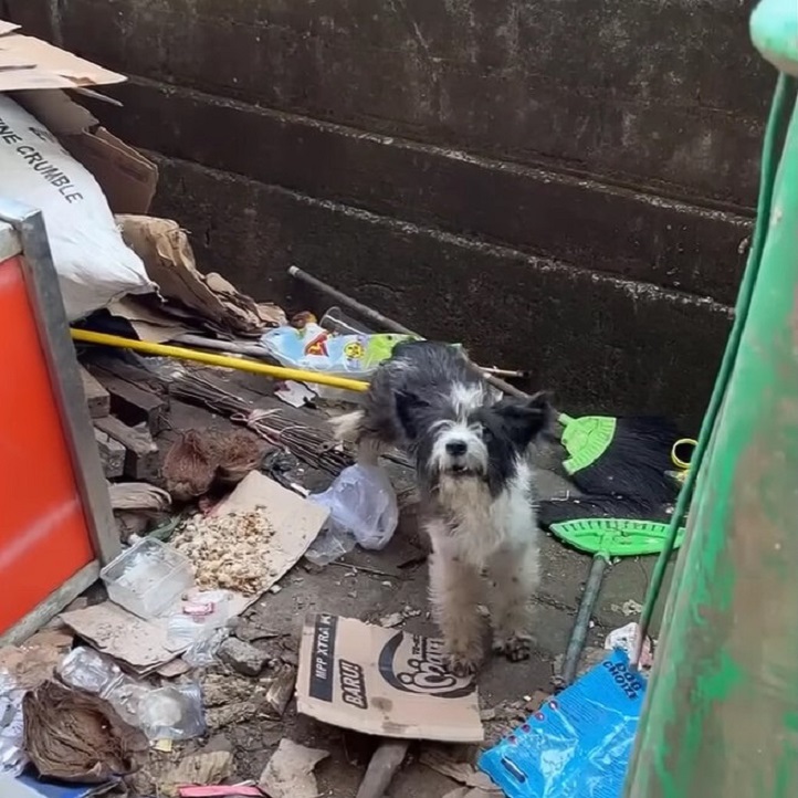 abandoned dog in garbage