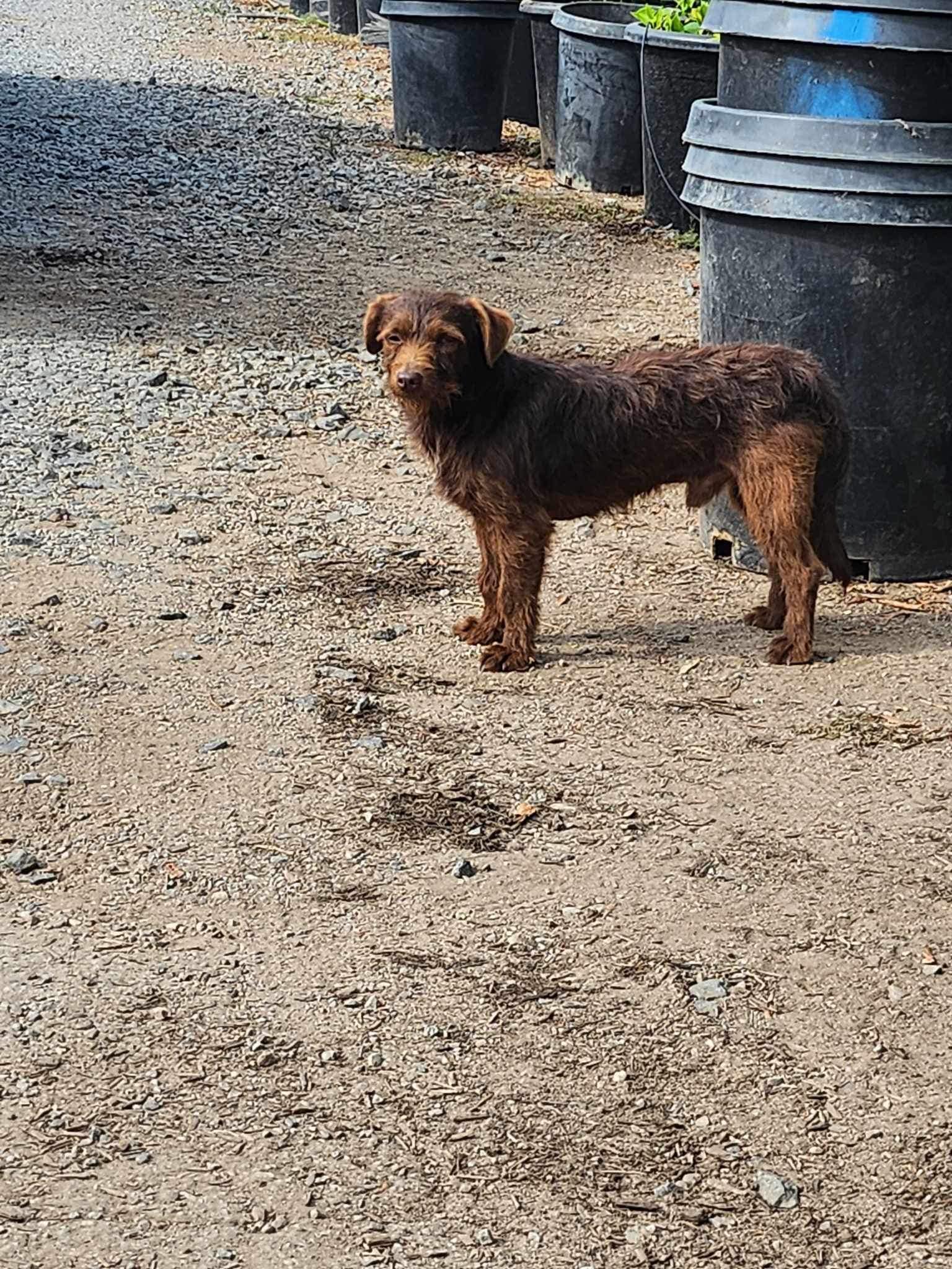 abandoned dog in garden