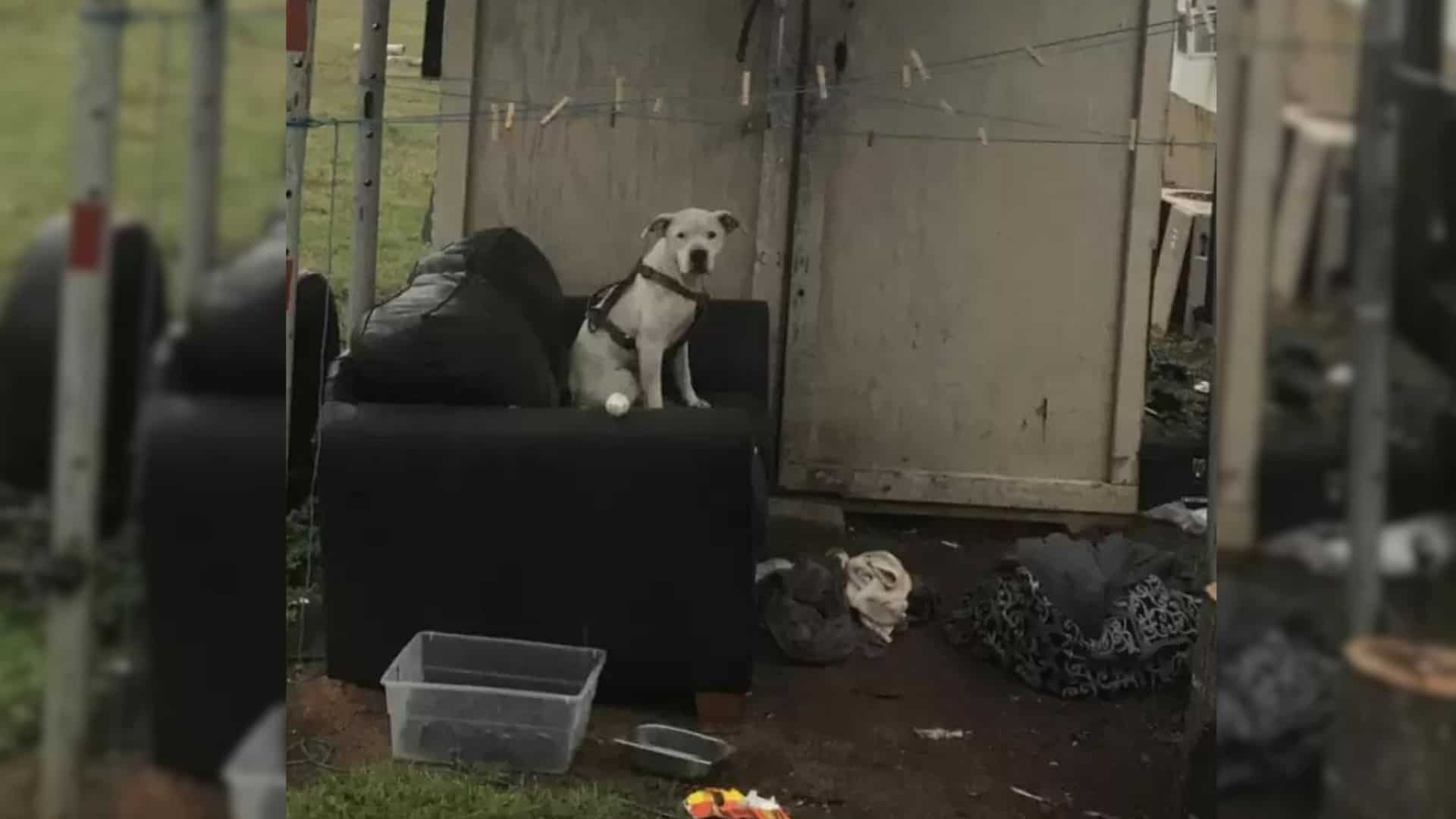 Abandoned Pup Doesn’t Want To Move From A Spot Where His Owners Left Him