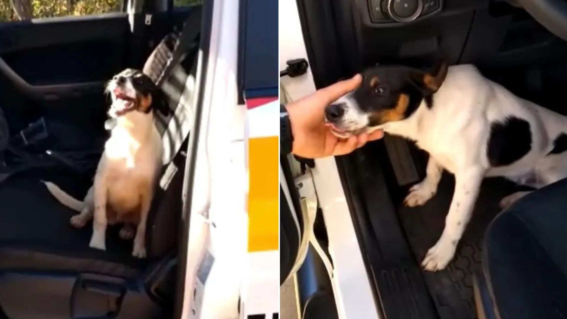 Sweet Dog Was Desperate For Help, So He Jumped In A Police Car And Waited To Be Adopted