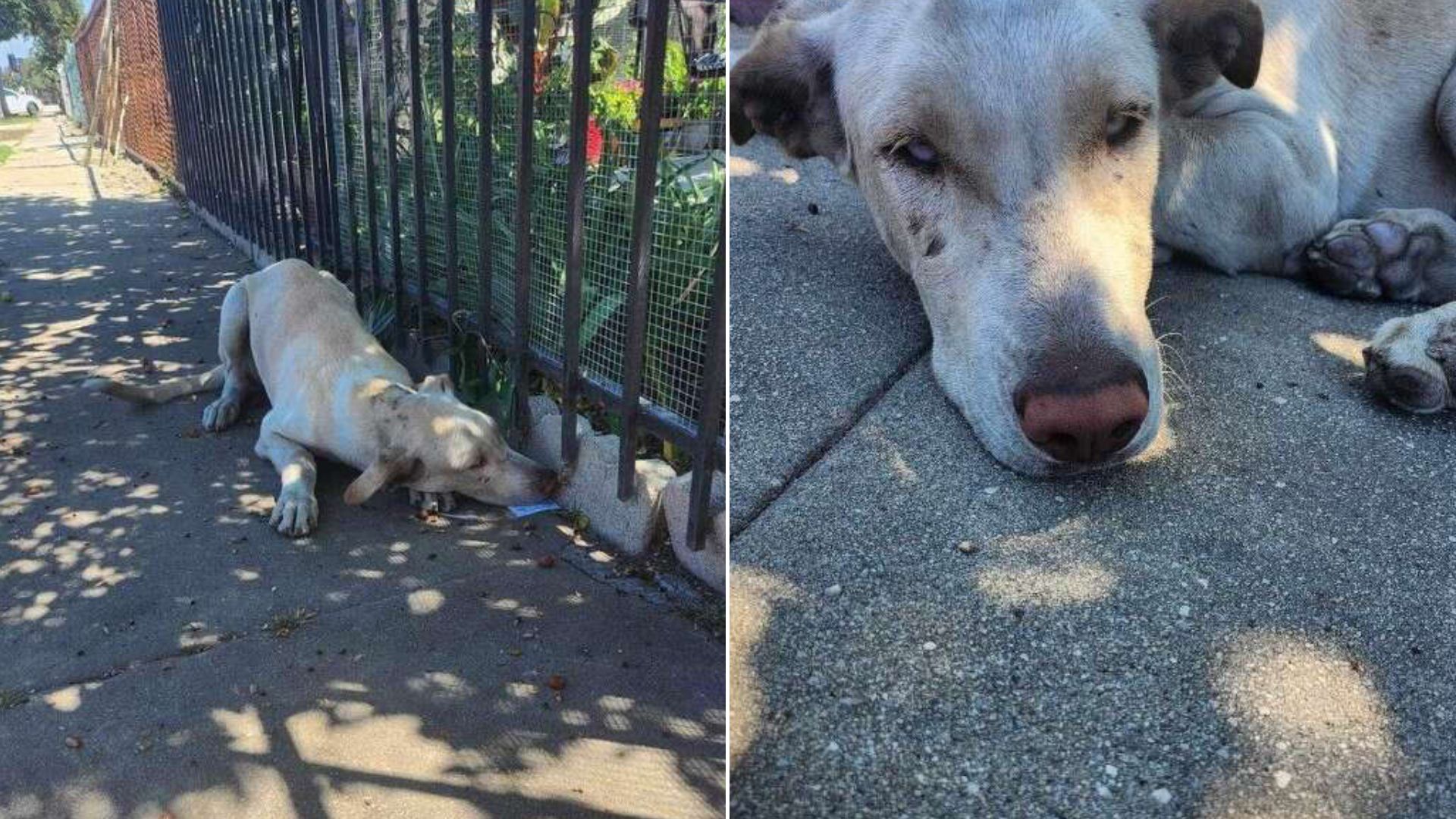 Owners Abandoned Their Dog, But He Is Still Hoping To Find Them By Peeking Into Strangers’ Yards