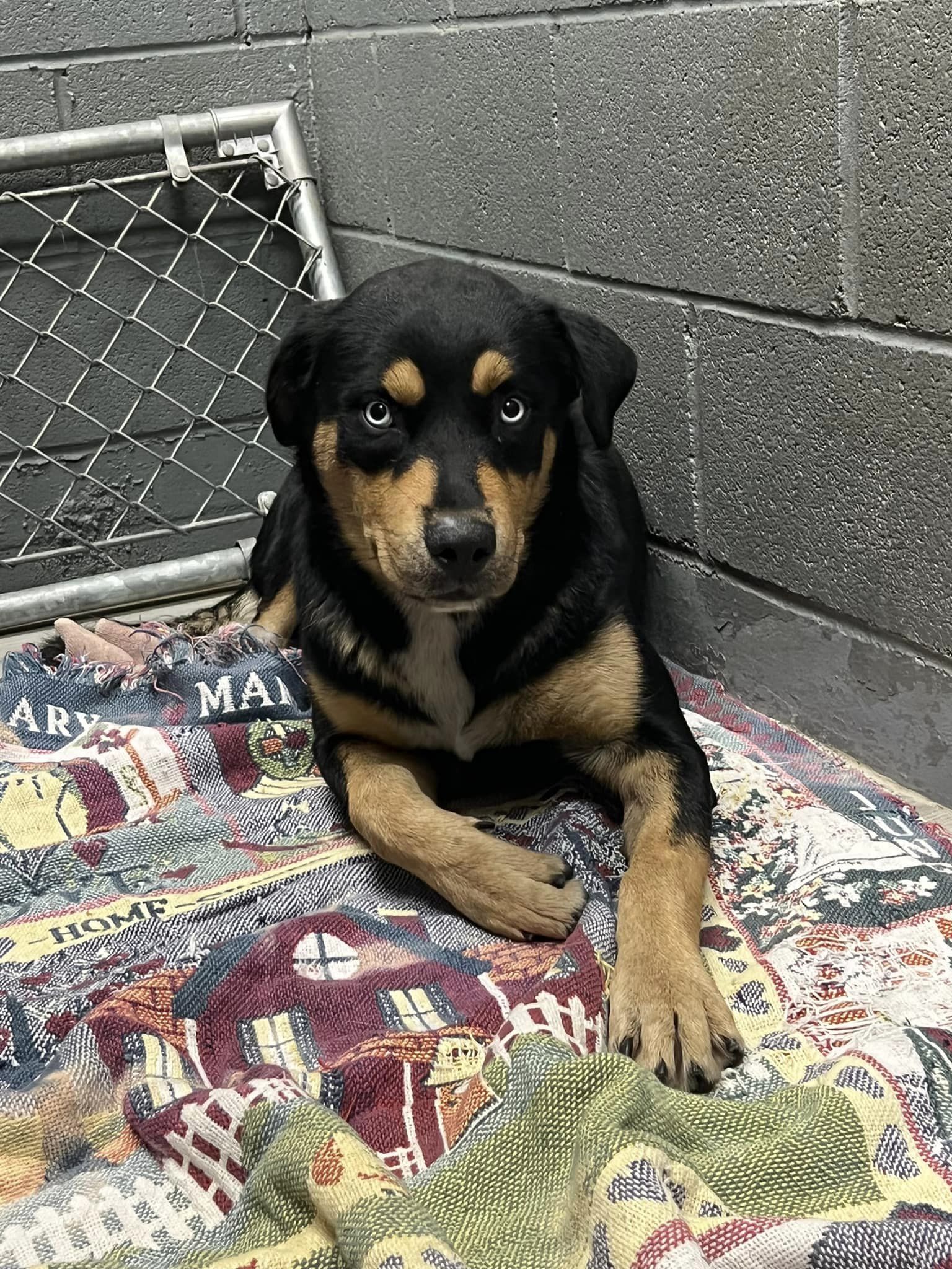 abandoned dog lying on a blanket