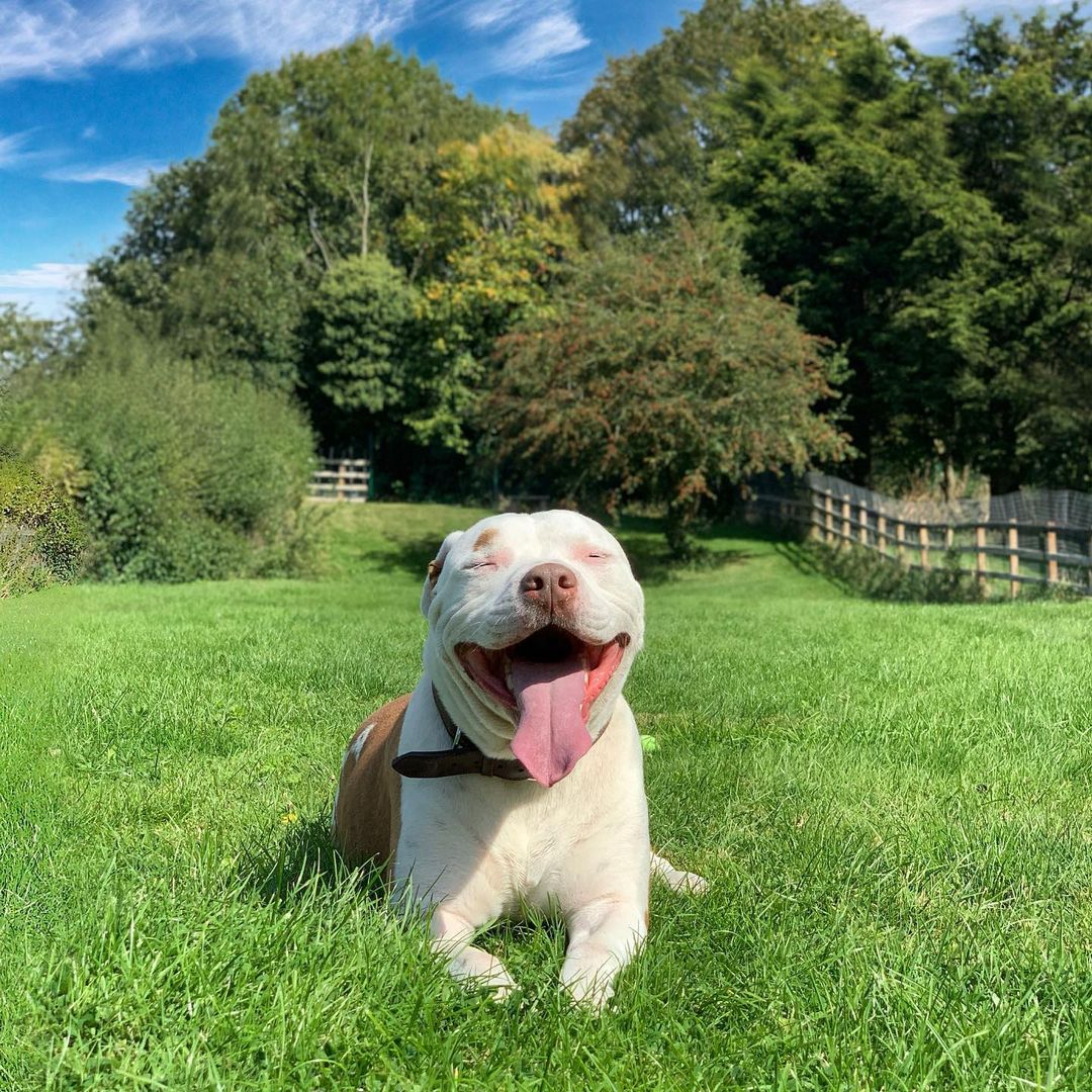 abandoned dog lying on green grass