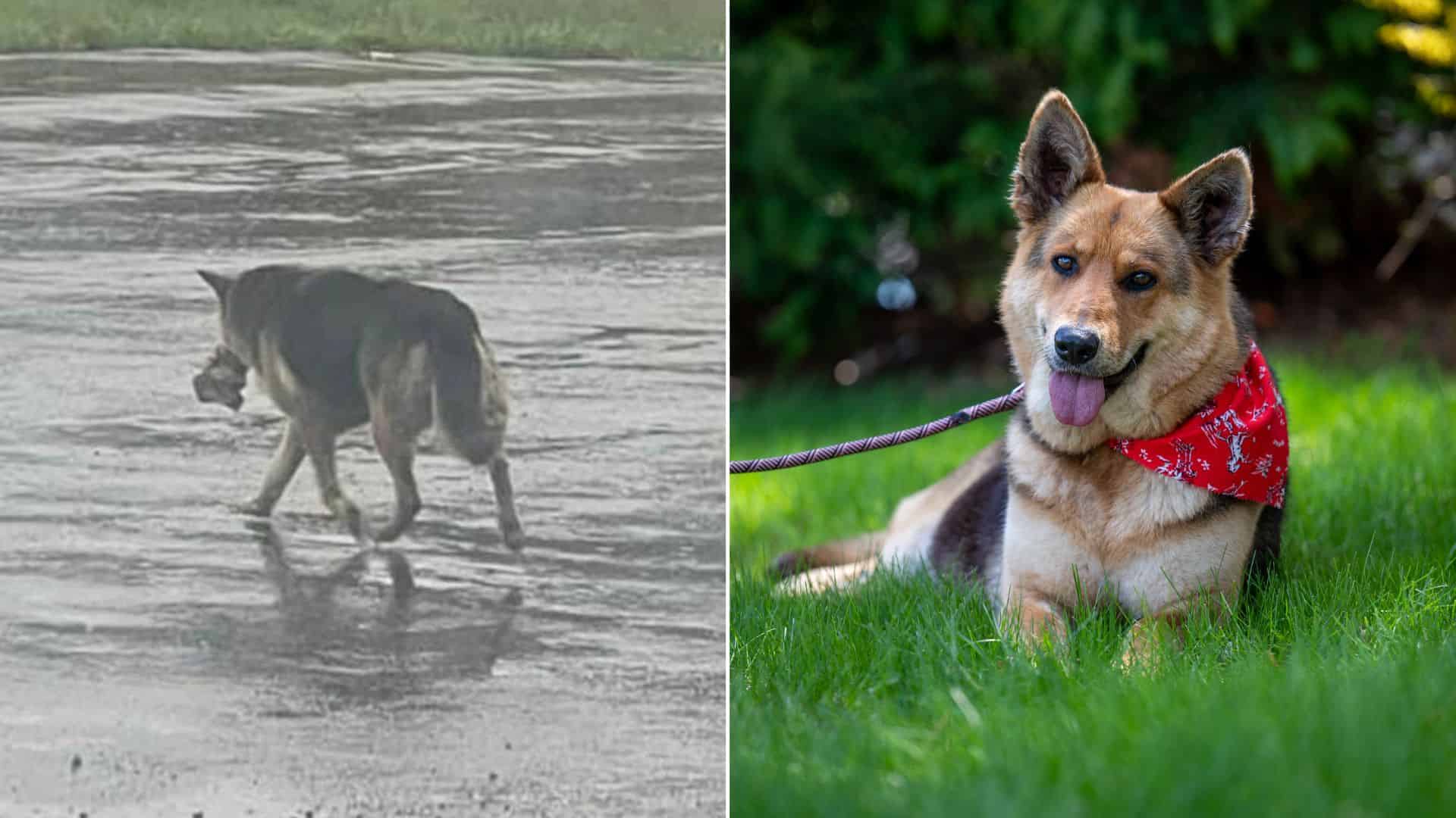 Abandoned Dog Seen Wandering Detroit Streets With Stuffed Toy Safely Rescued 