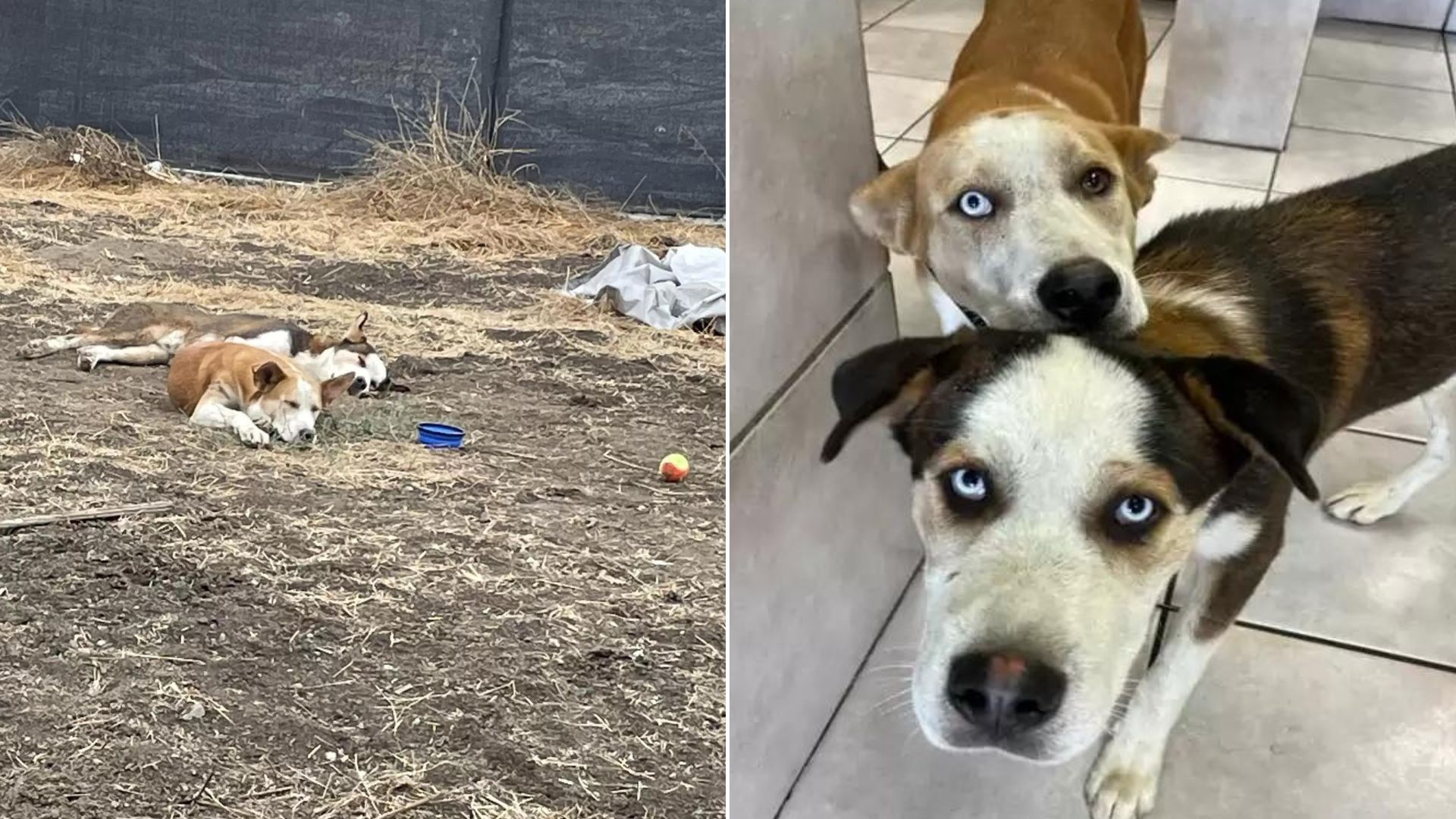 Abandoned Dog Siblings Rejoice After Being Rescued Together 