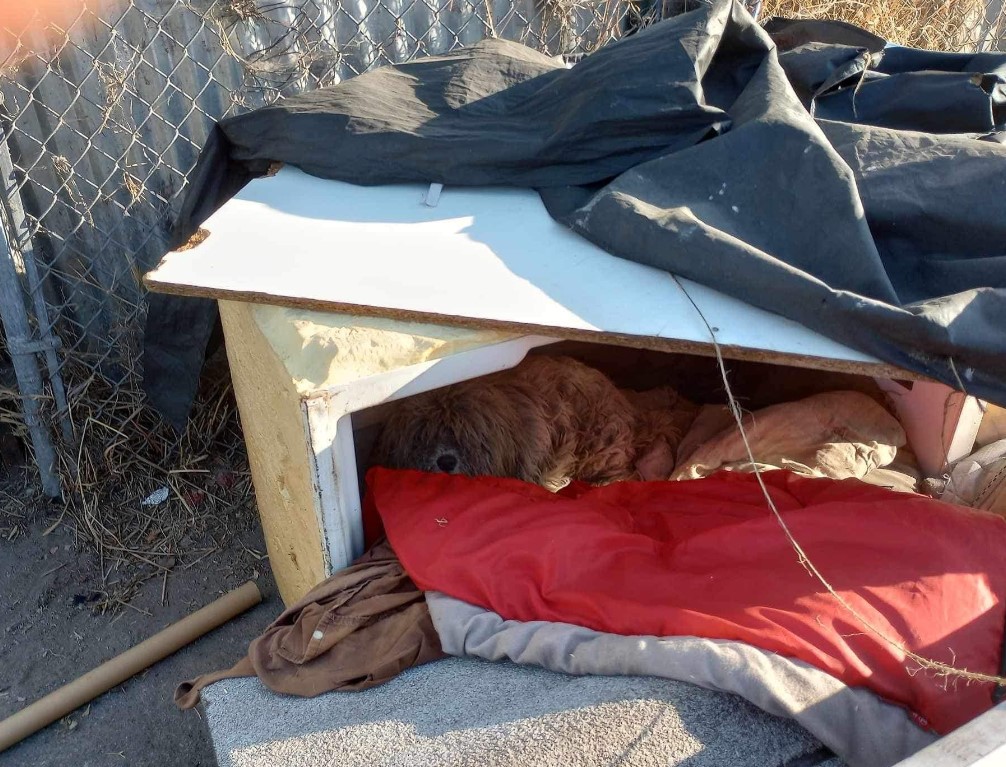 abandoned dog sleeps under the table