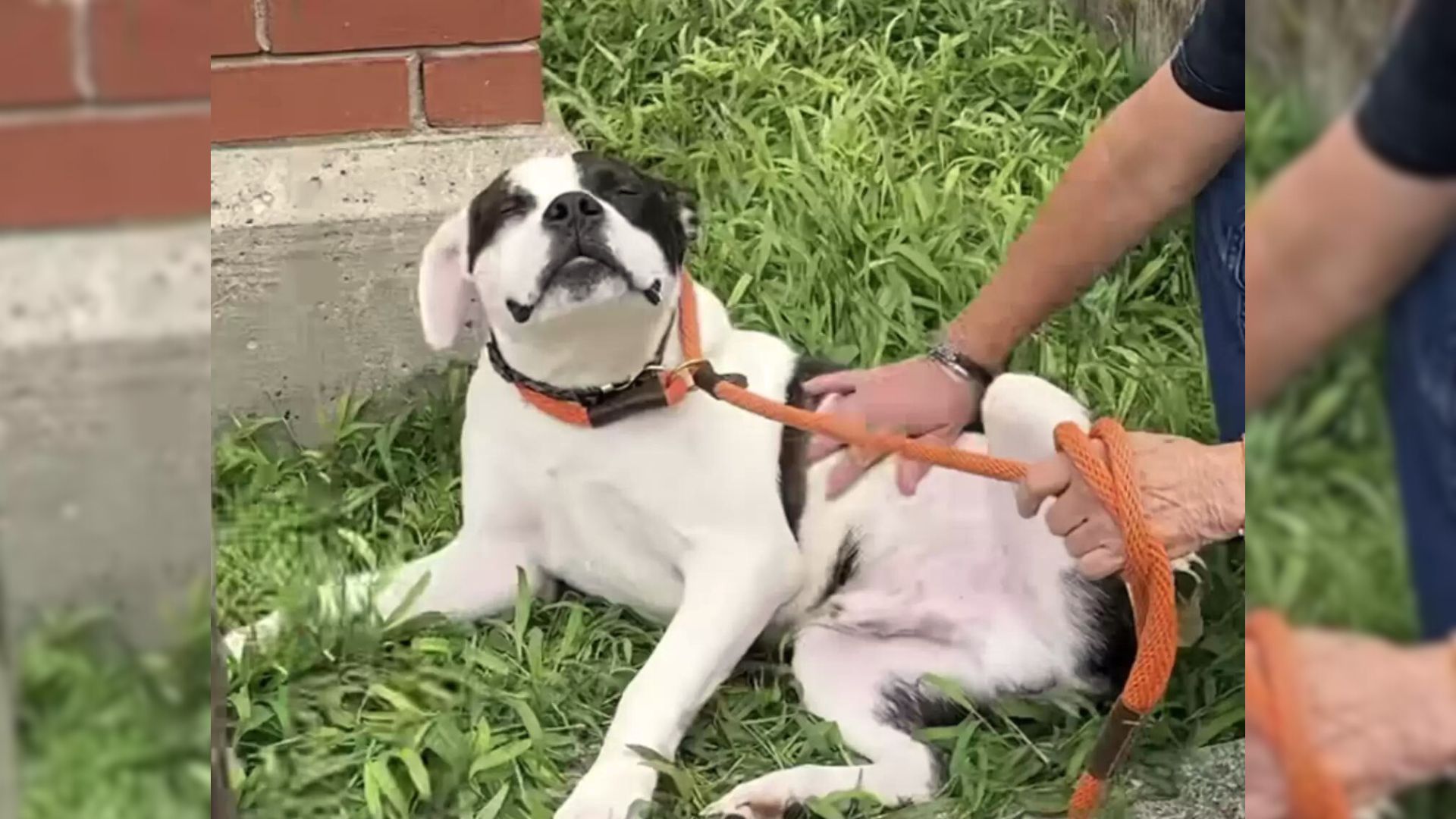 Abandoned Dog Tied To A Stop Sign Just Can’t Get Enough Of Belly Rubs