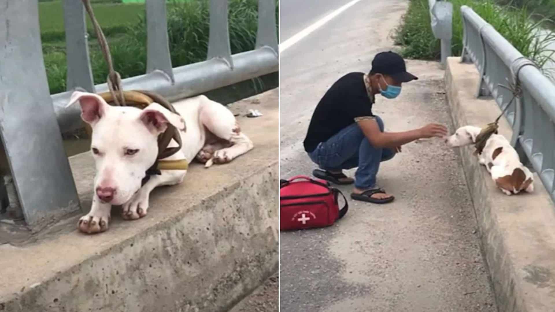 Pittie Tied To A Bridge Railing Learns That Not All Humans Are Bad