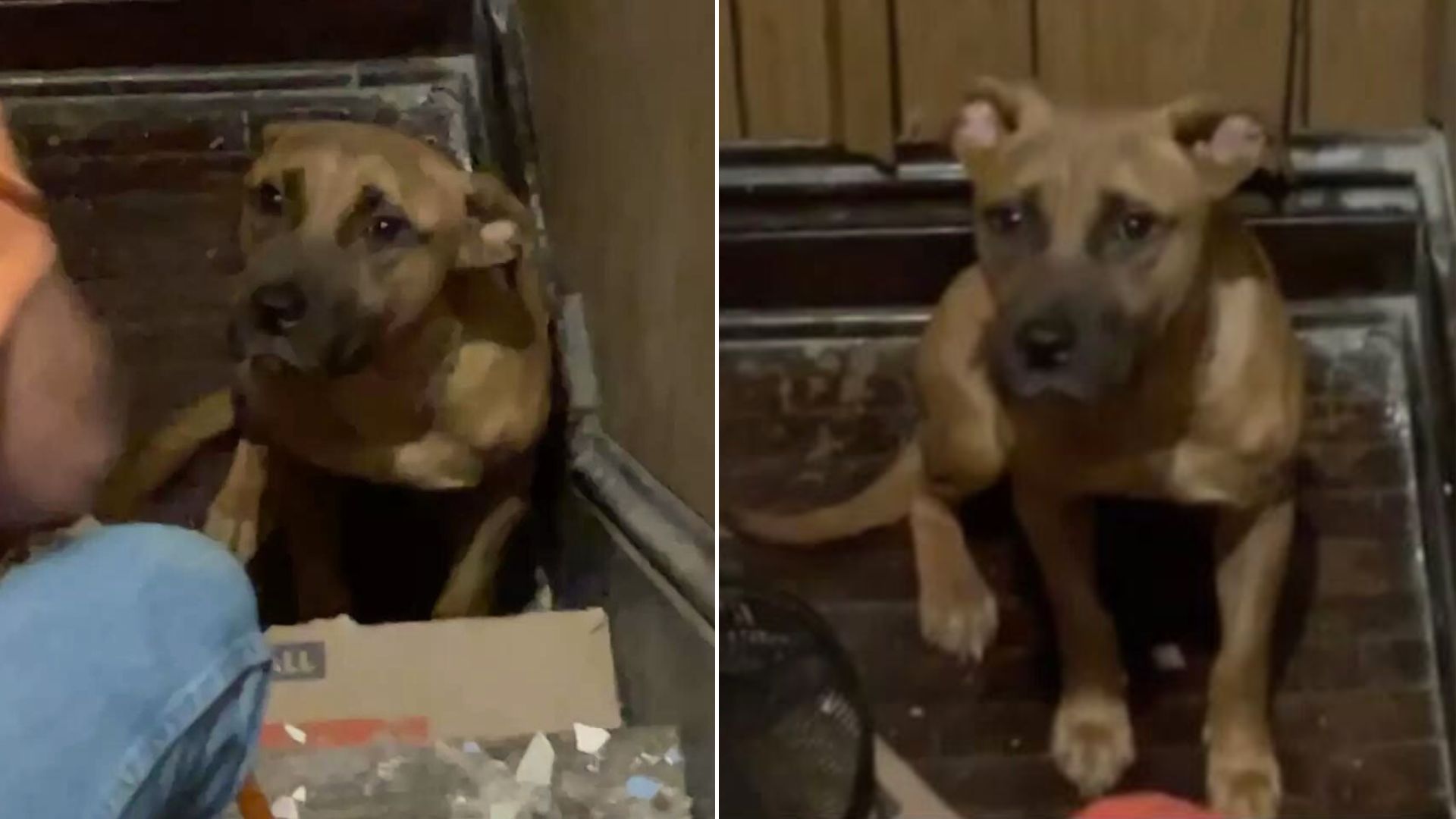 Family Abandons Their Dog In An Empty House, Now He’s The Happiest Boi Ever