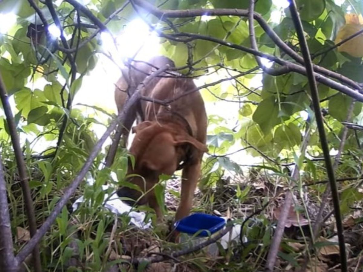 abandoned dog walking in the branches