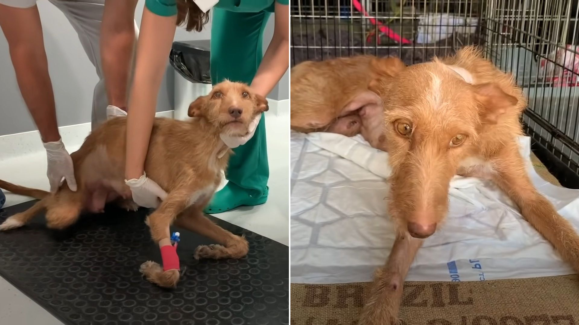 A Paralyzed Dog Was Surrendered To A Shelter Because Her Owner Didn’t Want To Take Care Of Her