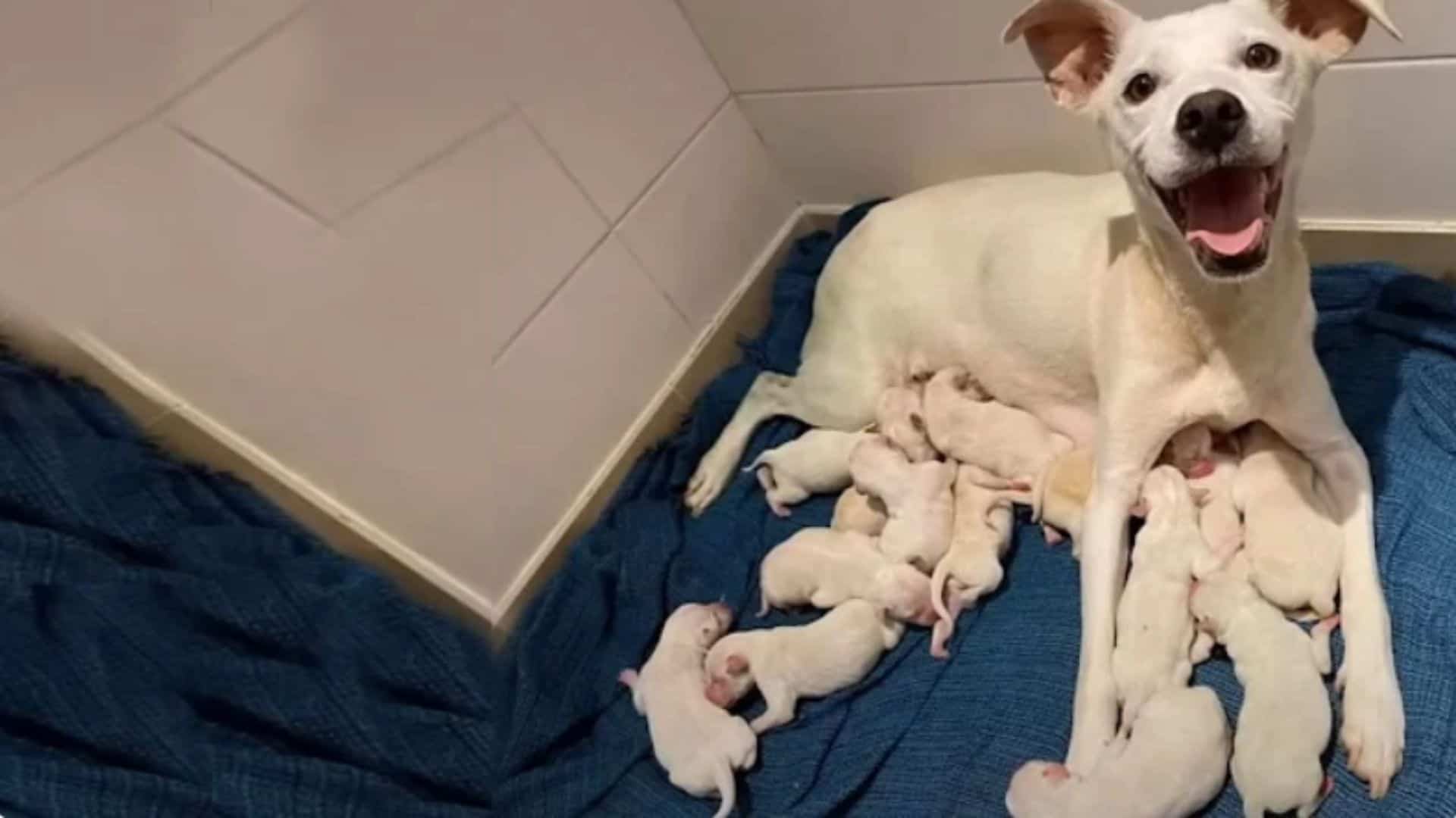 Abandoned Stray Dog Mom Gives Birth To 14 Puppies