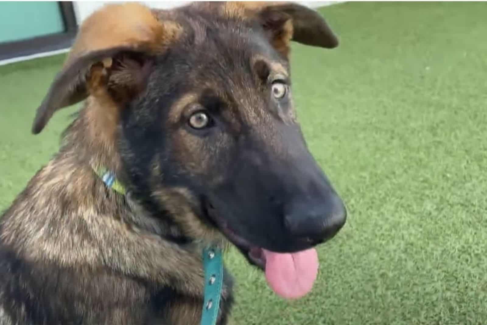 German Shepherd Abandoned And Left In A Dumpster Finds New Family