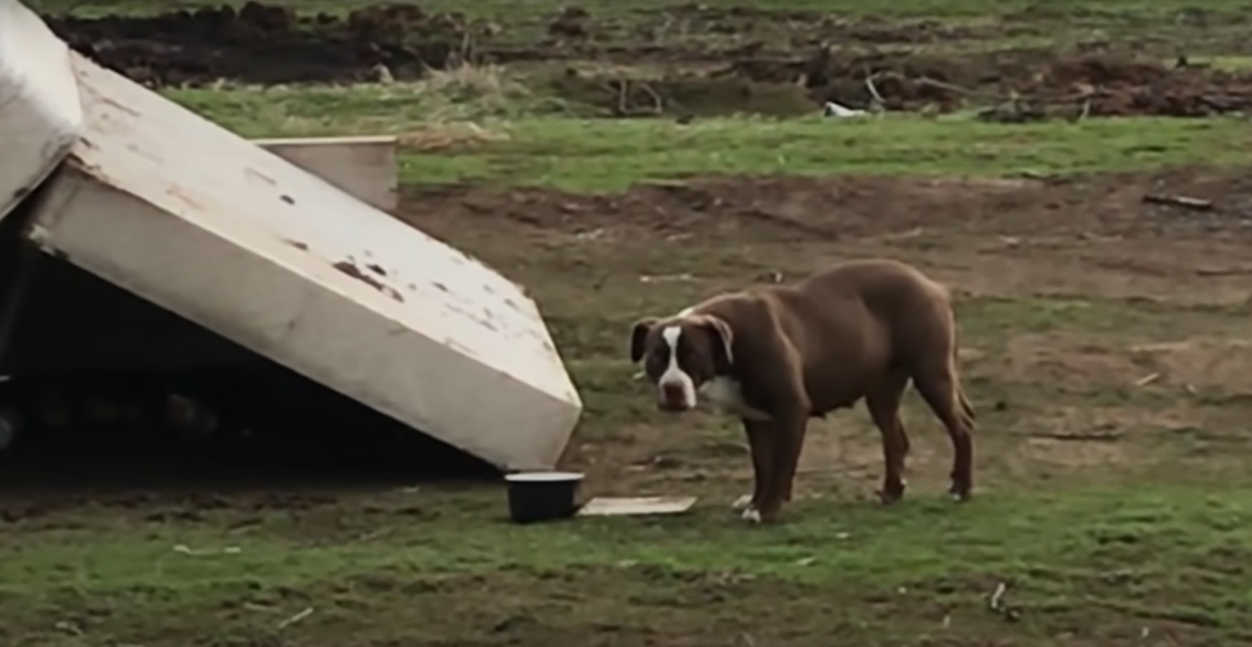 abandoned pitbull