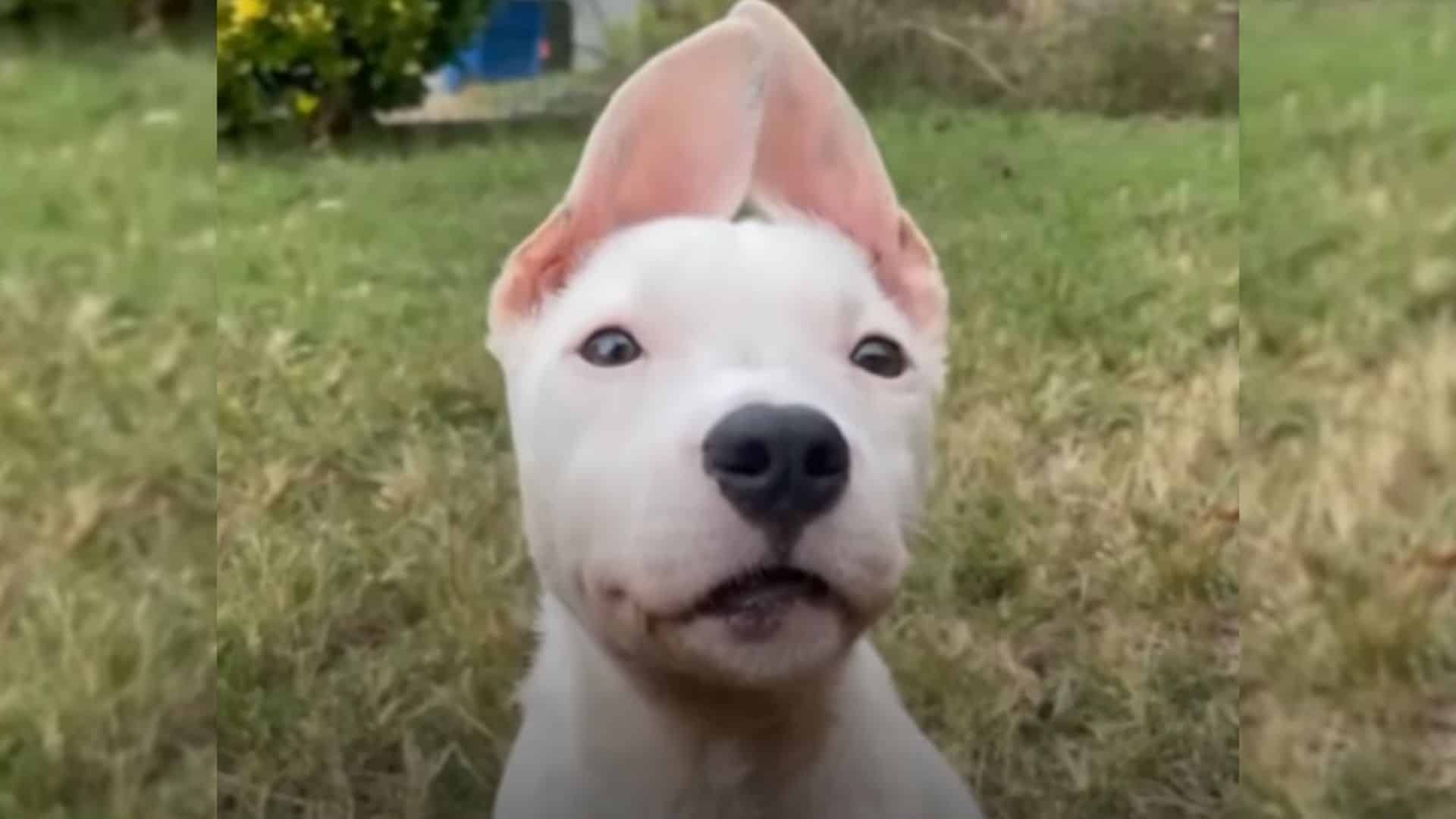 Abandoned Pittie Puppy With Bunny Ears Finds Her  Forever Home 