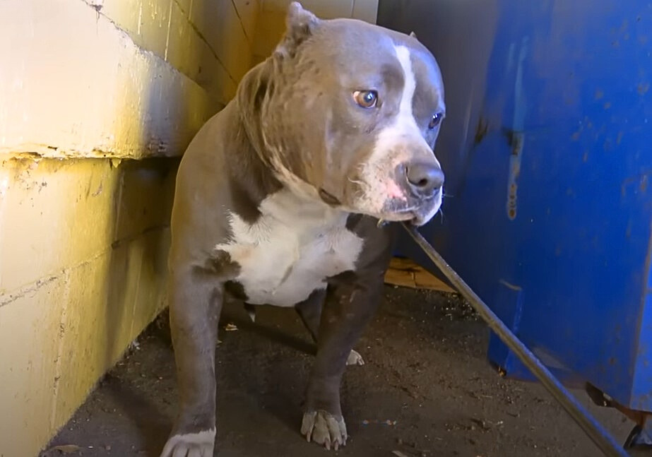 Abandoned Pittie with a sad look