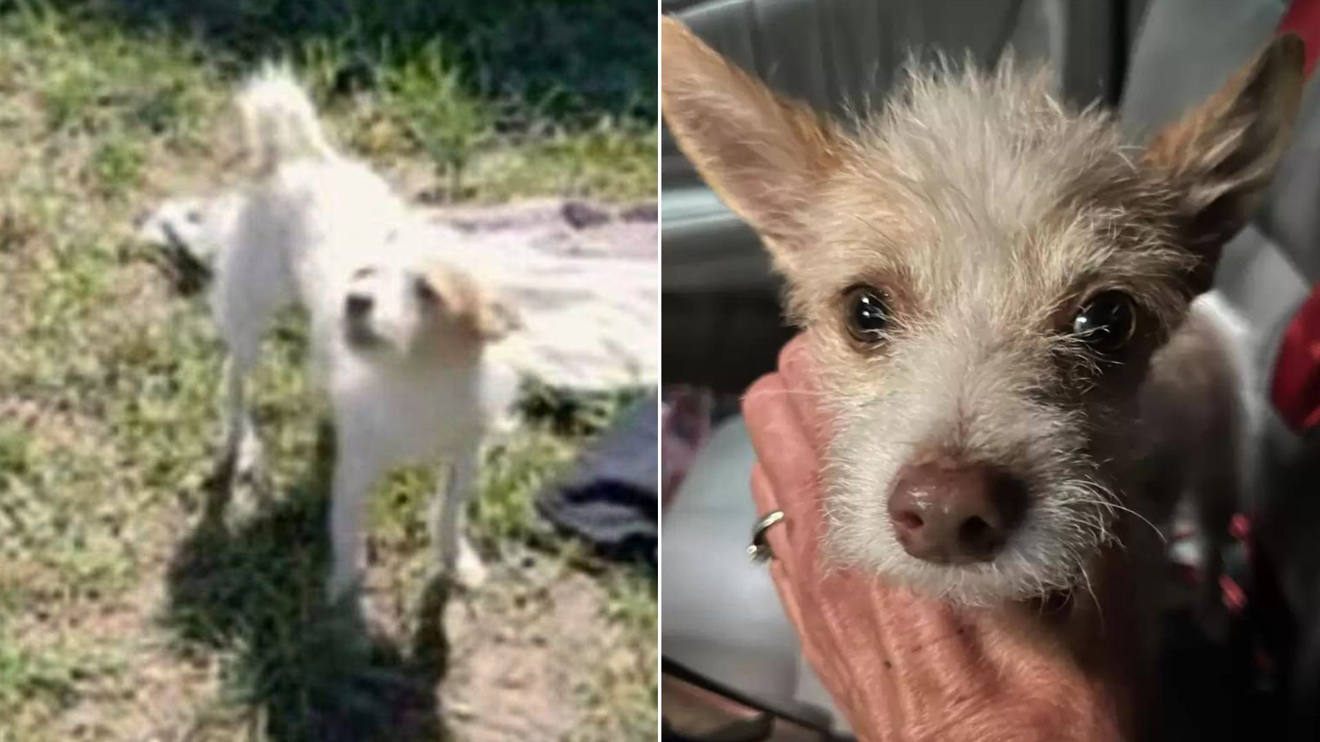 Police Officer Noticed A Sweet Puppy Was Begging Him For Help So He Did Something That Changed His Life