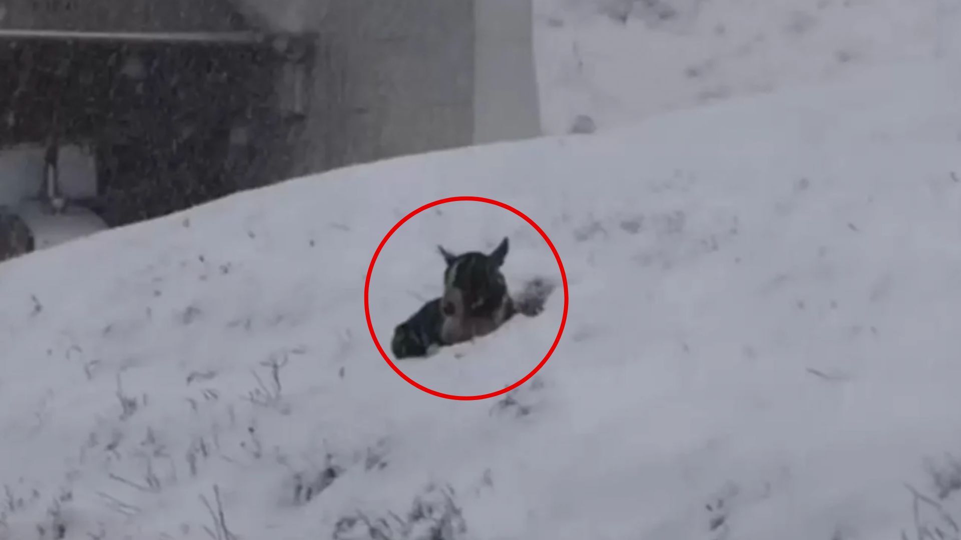 Abandoned Pup Buried In The Snow Hoped Someone Would Notice Him And Then Something Amazing Happened