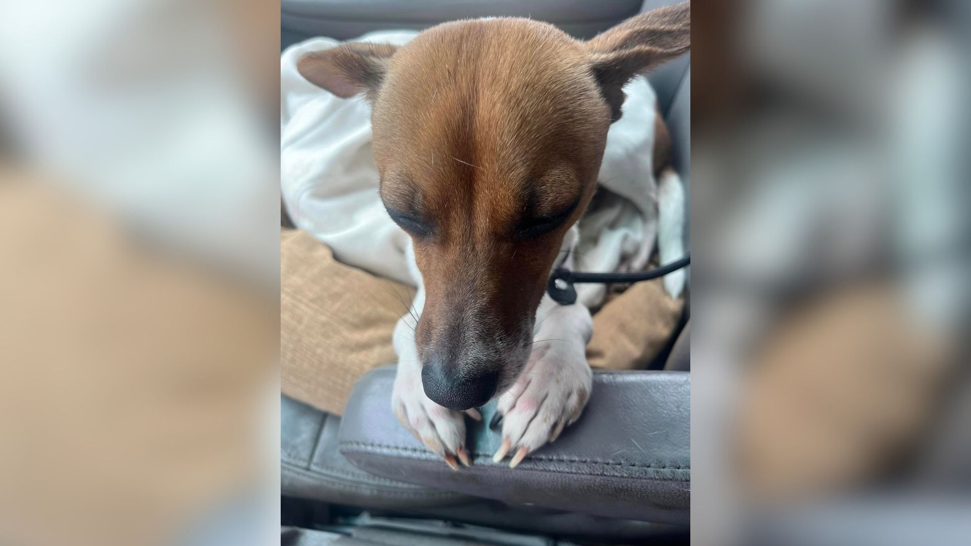 Abandoned Pup Fell Asleep Clasping Her Paws In ‘A Prayer’ After She Felt Safe With Her Rescuer