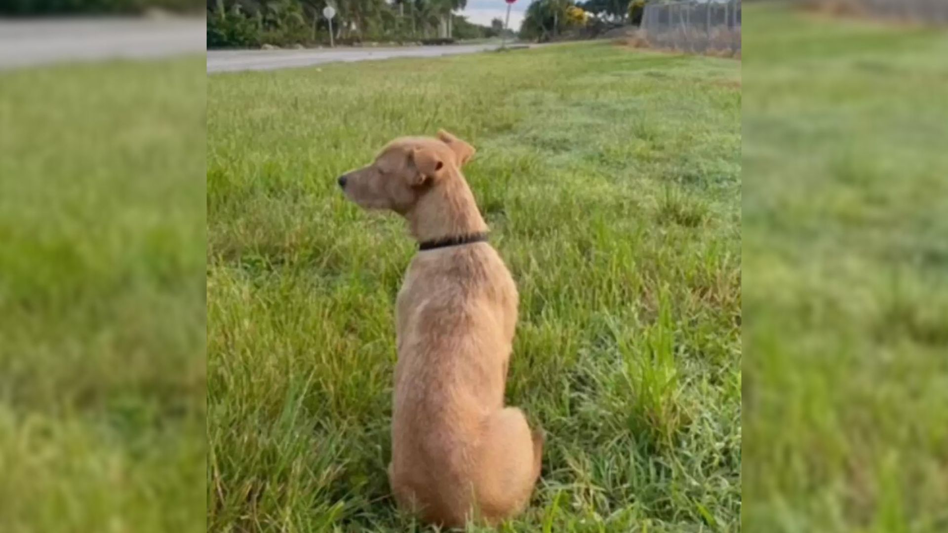 Dog Staring Into The Distance Is Saved By An Amazing Rescuer