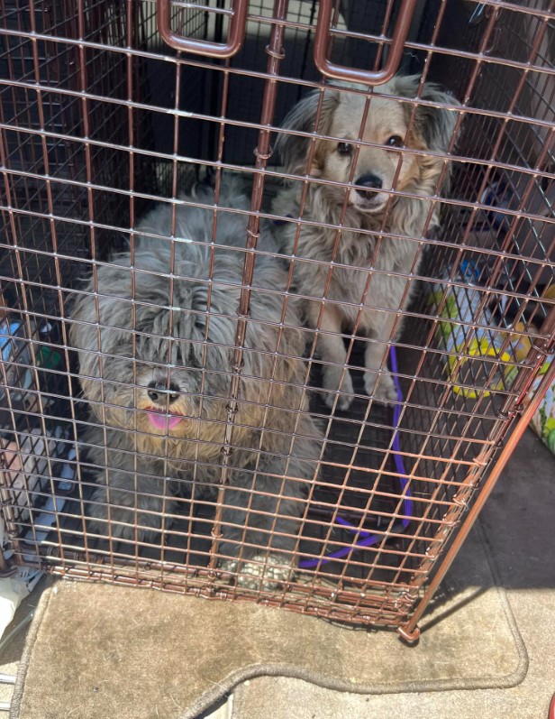 abandoned puppies in a cage