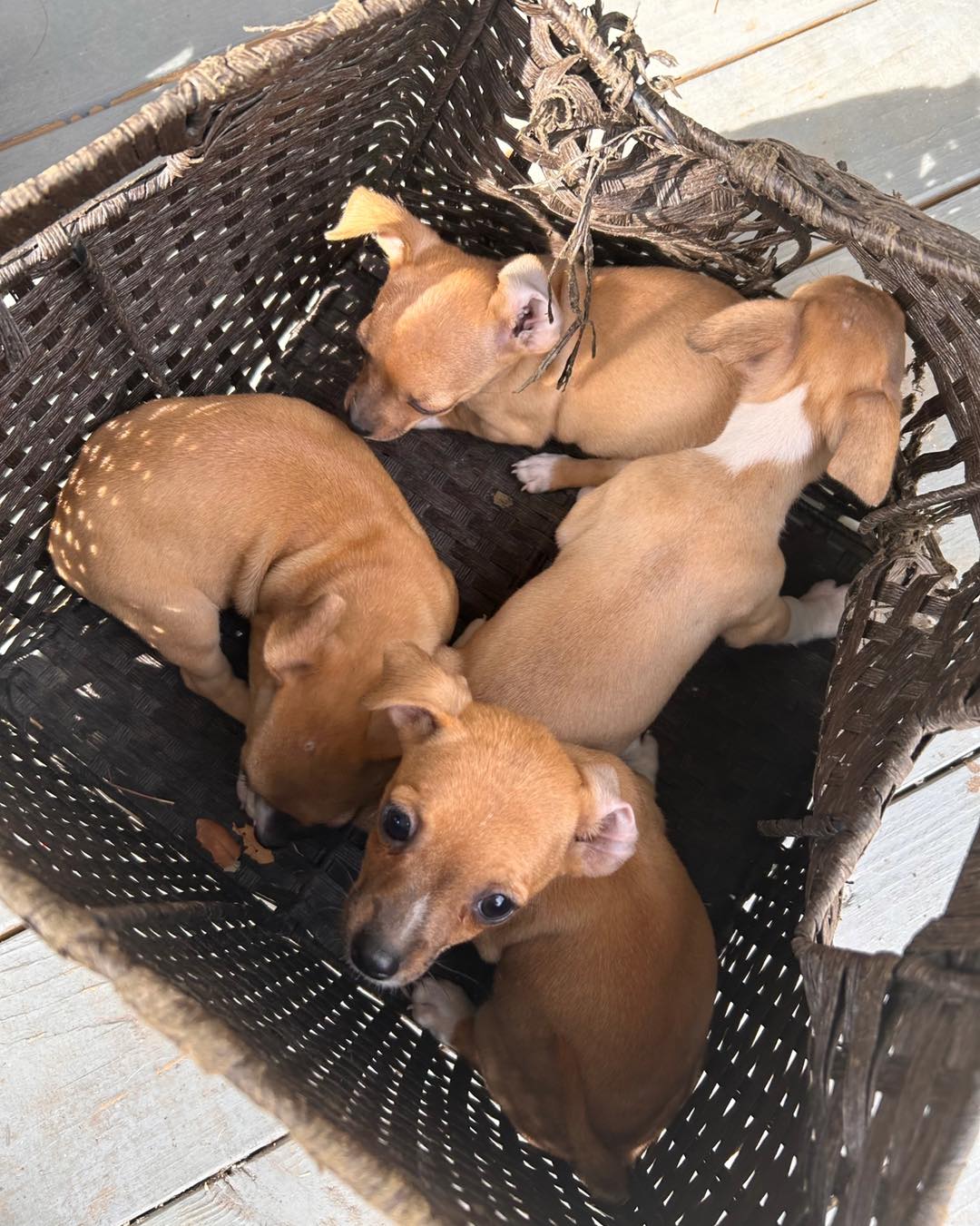 abandoned puppies in basket