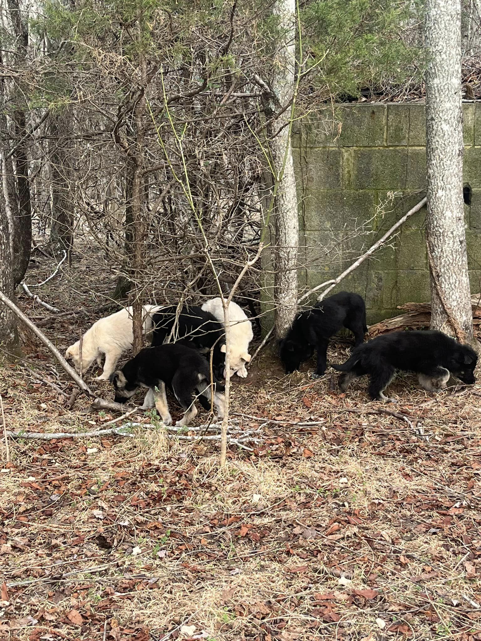 abandoned puppies in wood