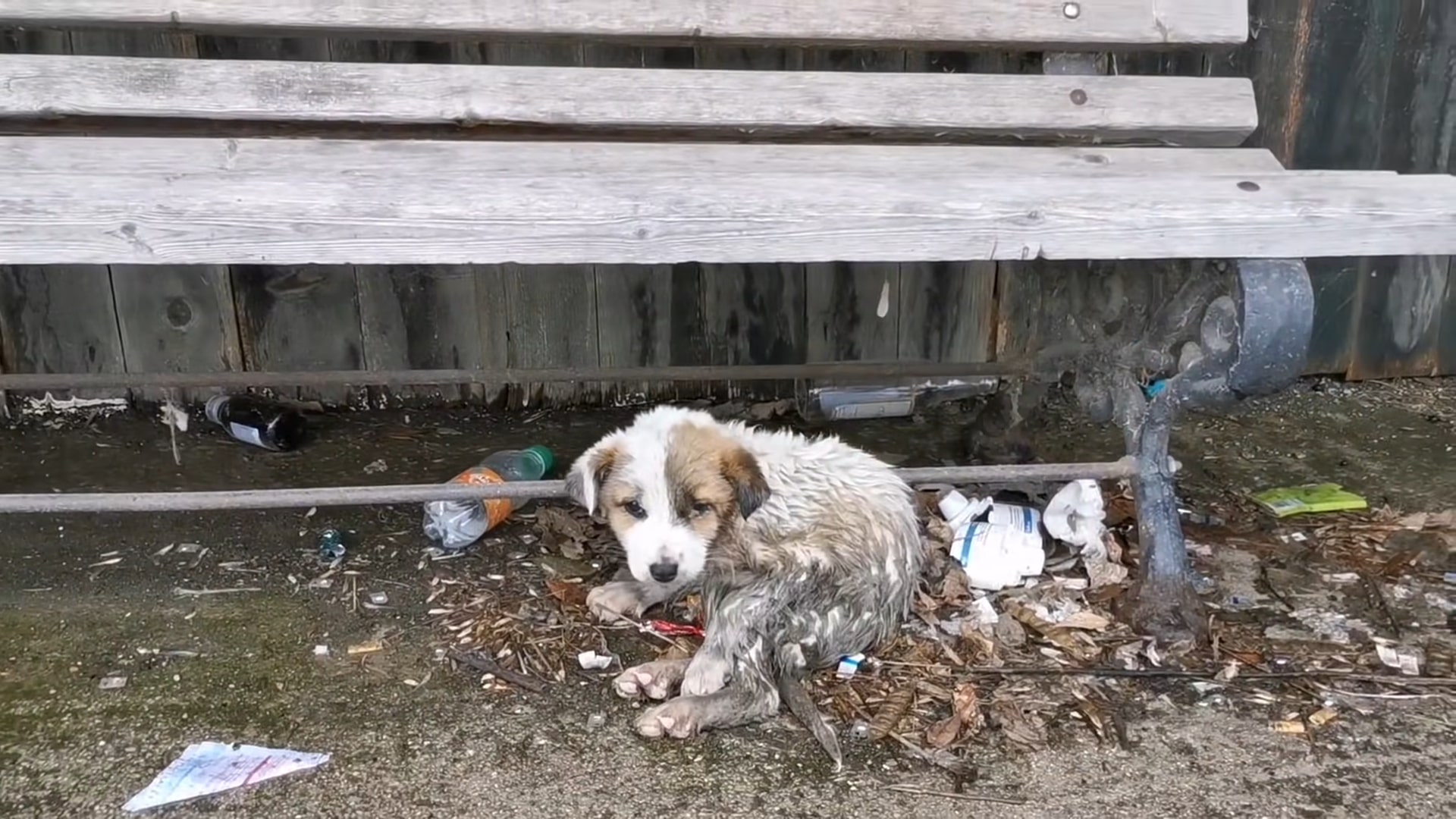 abandoned puppy under the bench