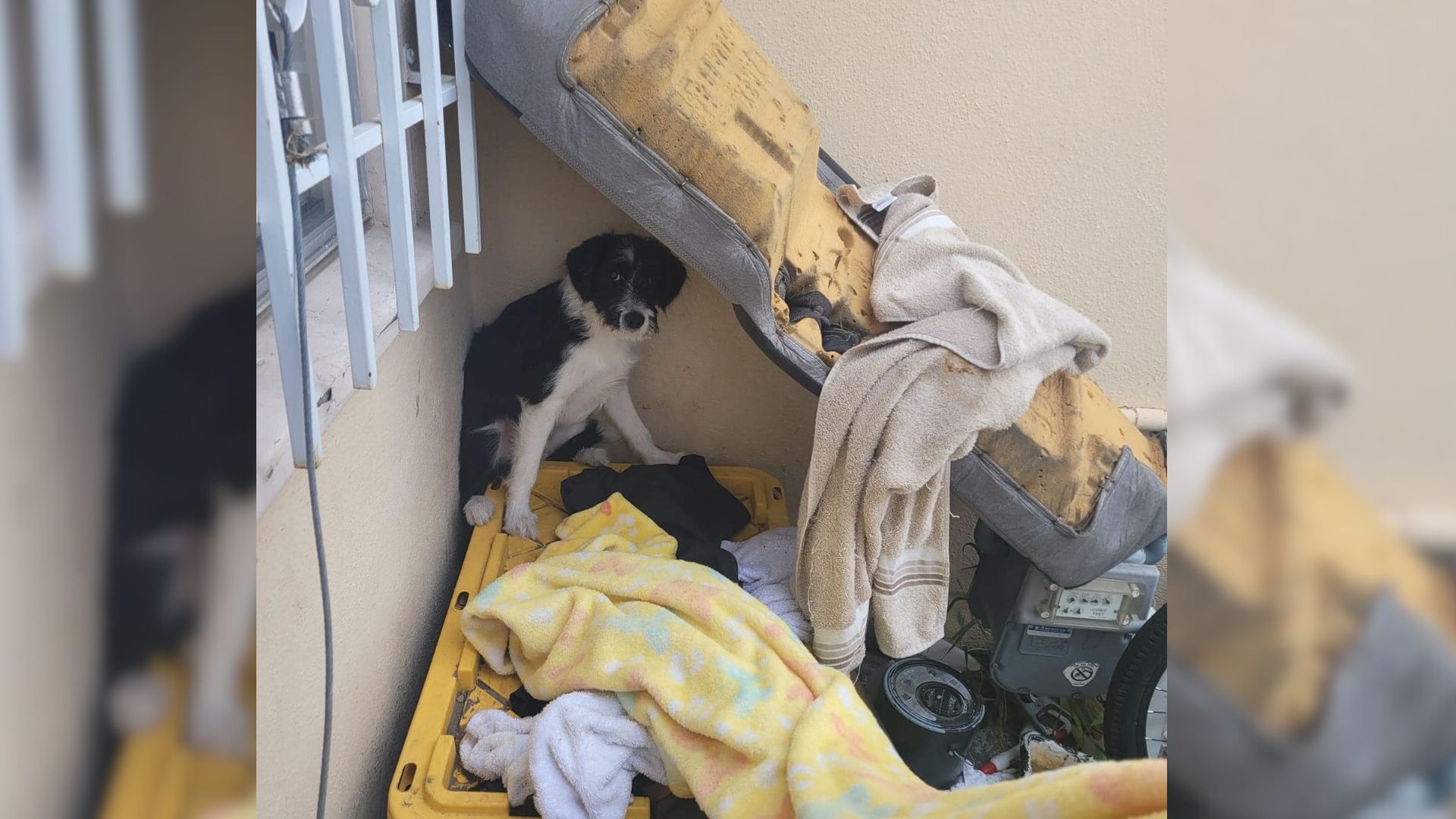 This Puppy Was Too Scared To Let Anyone Near Until A Sweet Girl Showed Him Kindness