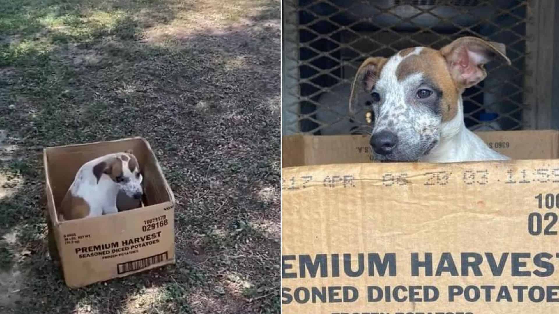 Abandoned Terrified Dog Refuses To Leave Her Cardboard Box