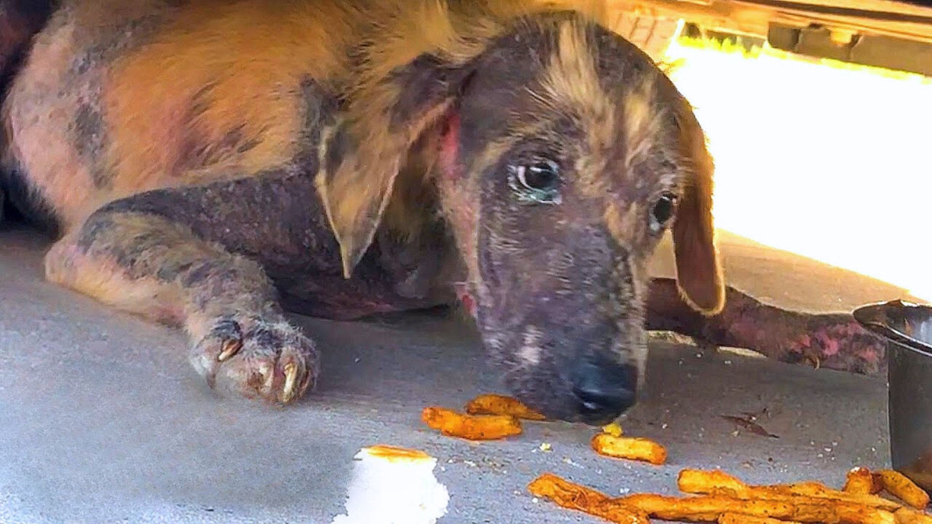 Sweet Puppy Found Under A Car Had The Most Amazing Transformation Ever