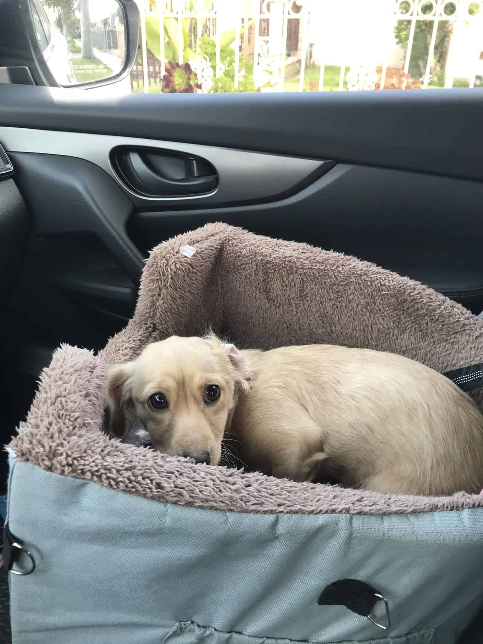 abandoned puppy on his way to the vet