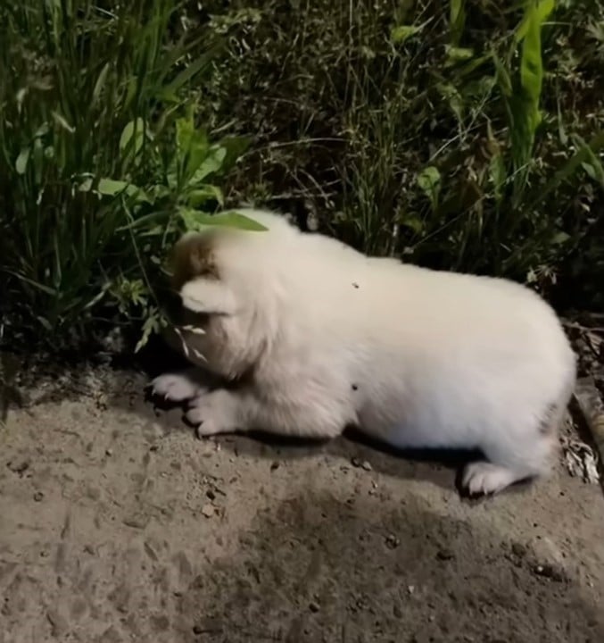 abandoned puppy outdoor