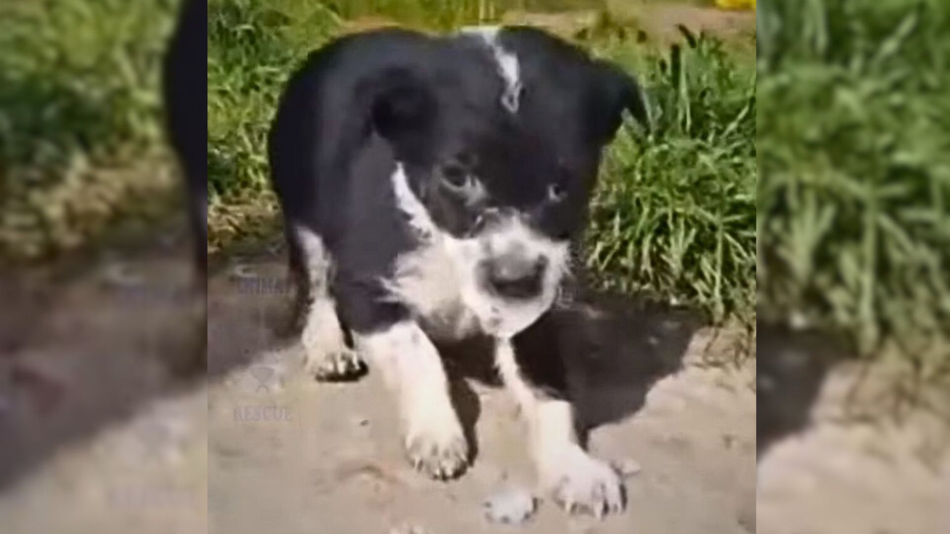 Puppy Abandoned By His Owners Near A River Gets A Chance To Enjoy His Final Moments With Someone Special