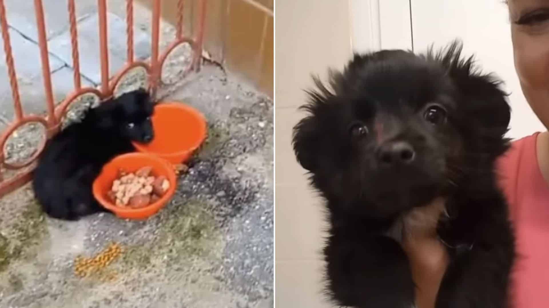 Abandoned Puppy Tied To A Gate Of The Market Goes To A Lovely Home