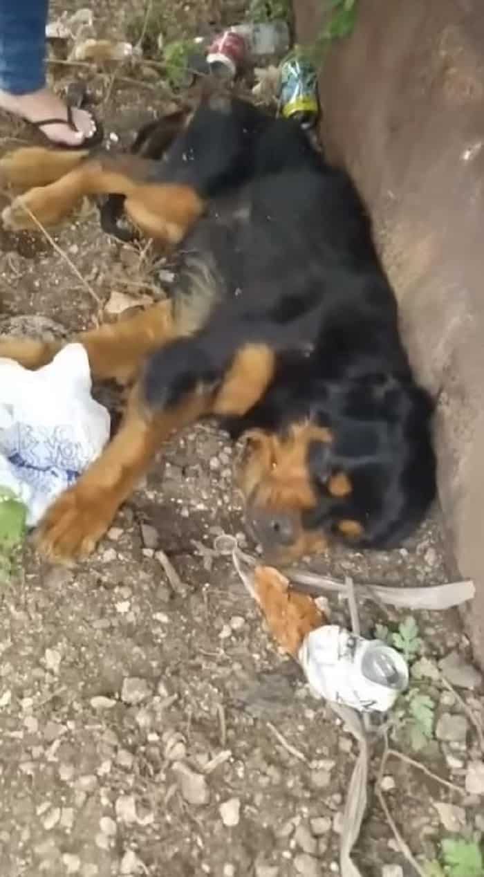 abandoned rottweiler next to a dumpster