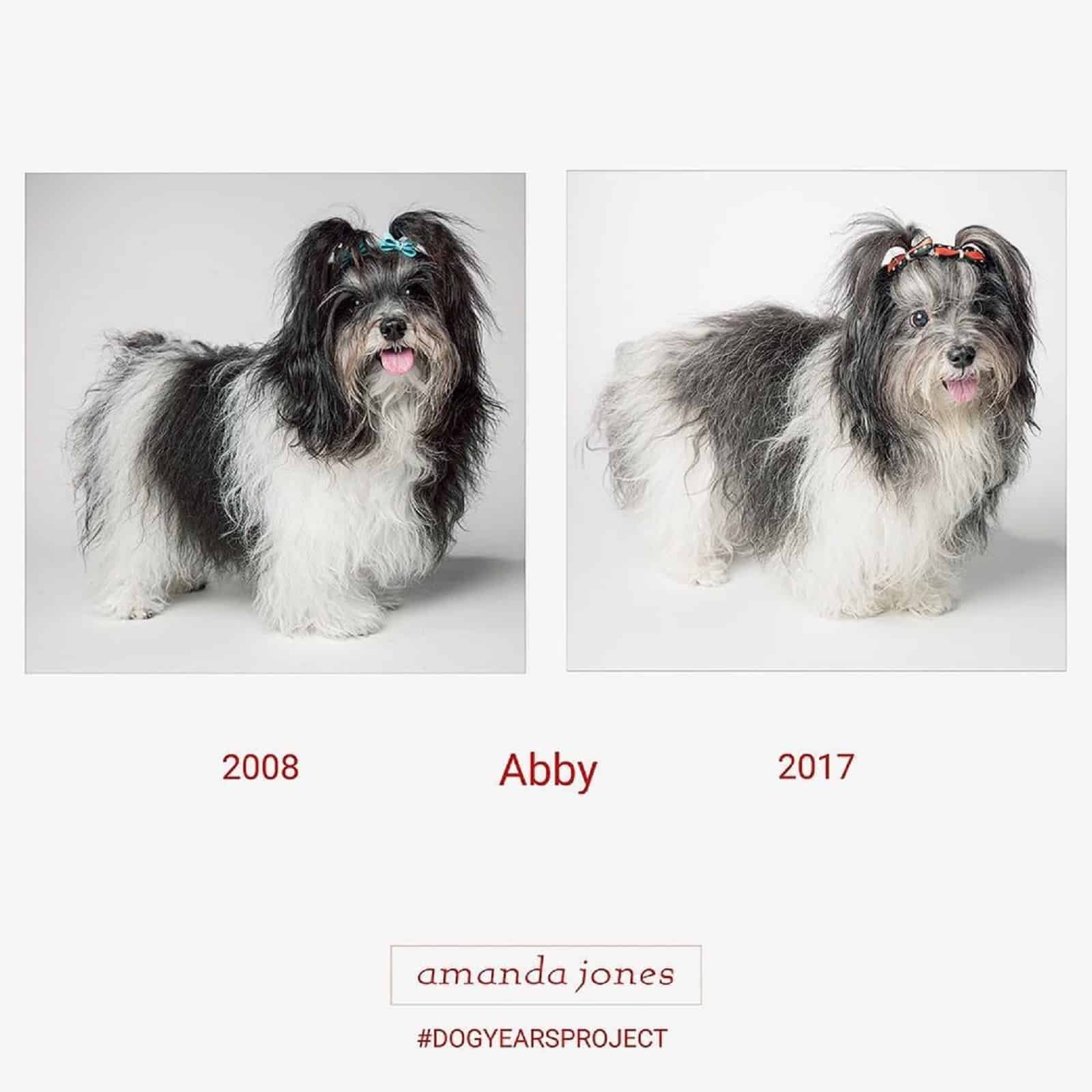 abby dog through years