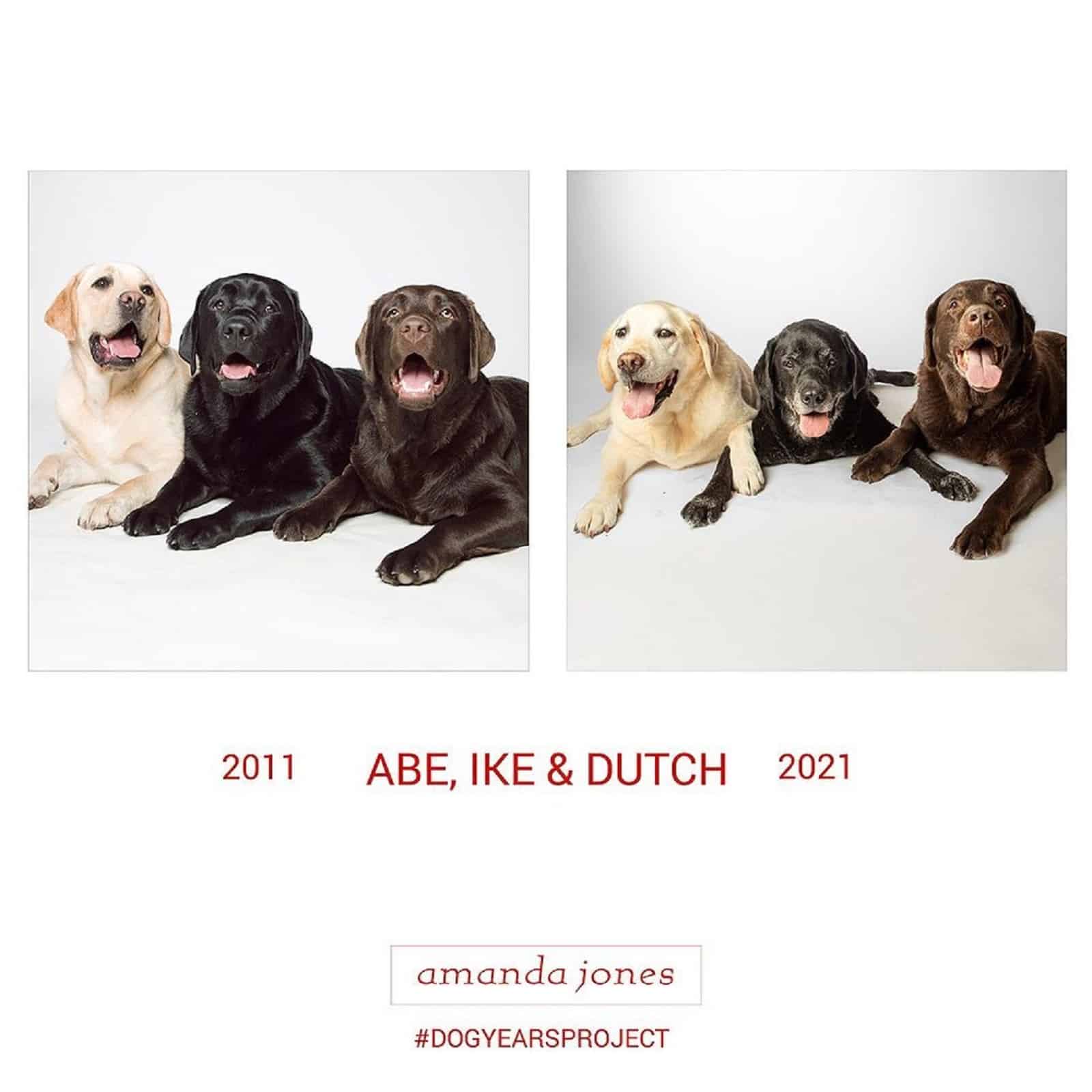 abe, ike and dutch dogs through years