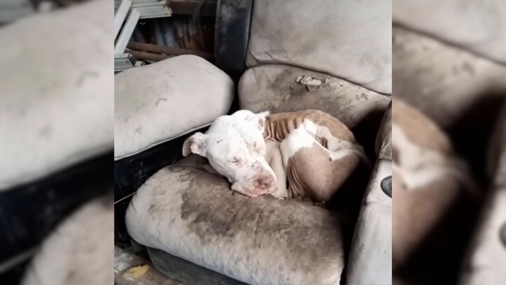 Rescuers Brought To Tears When They Met Malnourished Pup Living On An Old Couch