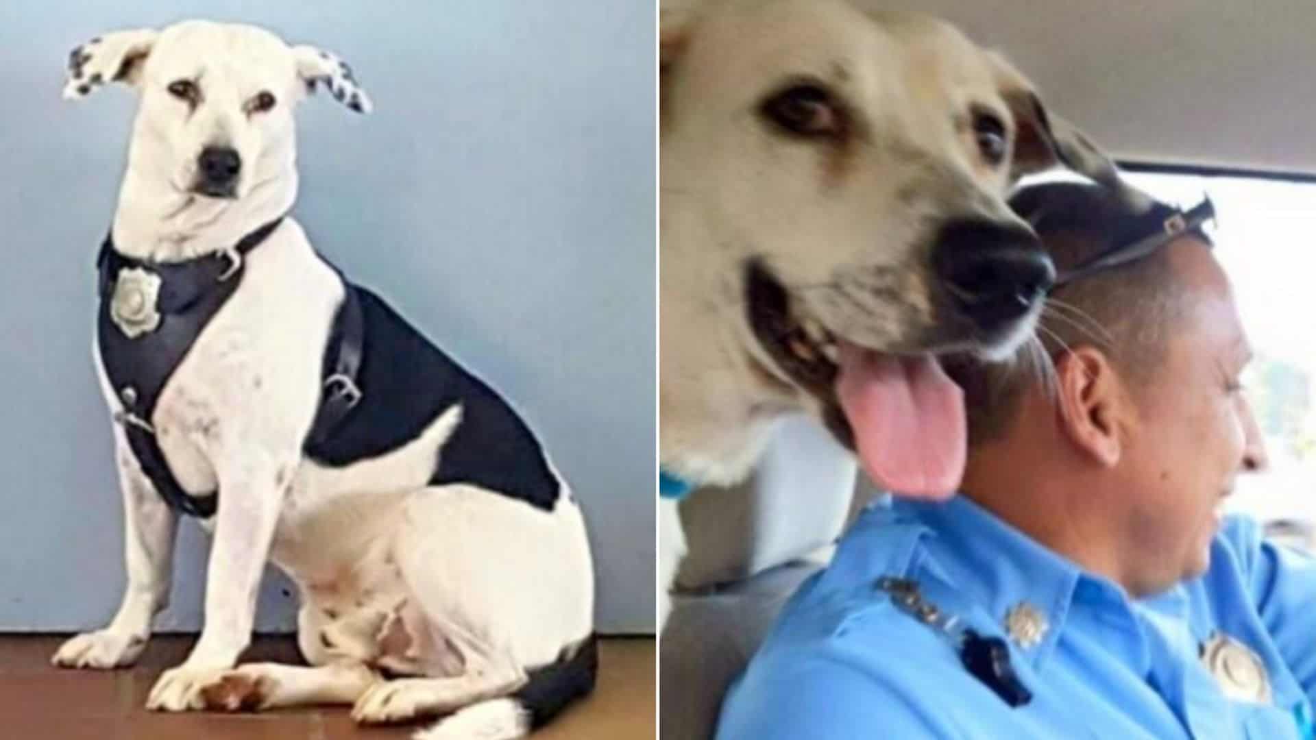 Abused Dog Finds Home In A Police Station And Becomes The Pawfect Officer