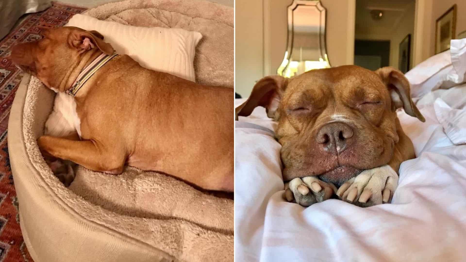 Abused Dog Who Spent Years Chained To A Concrete Floor Now Enjoys Life Of Comfort