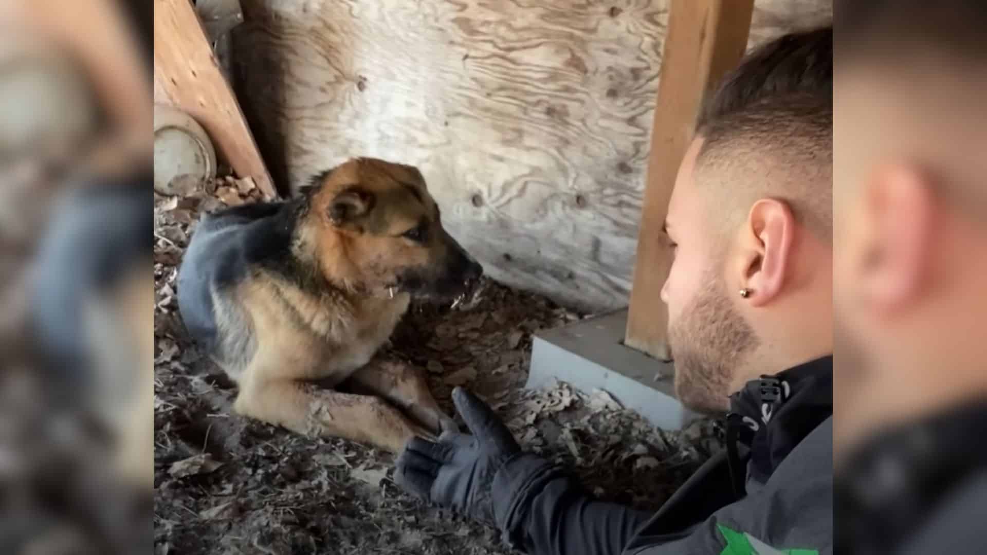 German Shepherd Covered In Porcupine Quills Was Rescued Safely And Brought Into A New Home