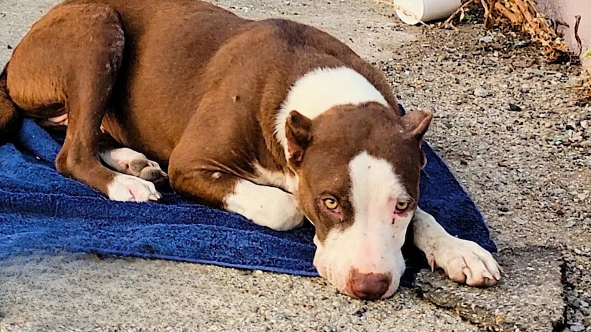 Pittie Who Was Abused After Being Abandoned Finally Got The Life She Deserved