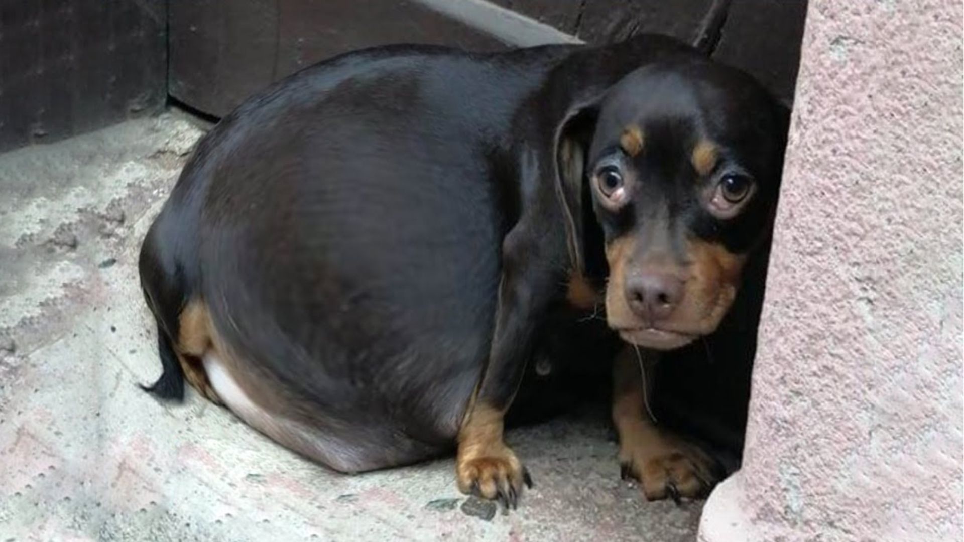 Abused Pregnant Dog Requires Surgery In Order To Save Her Puppies