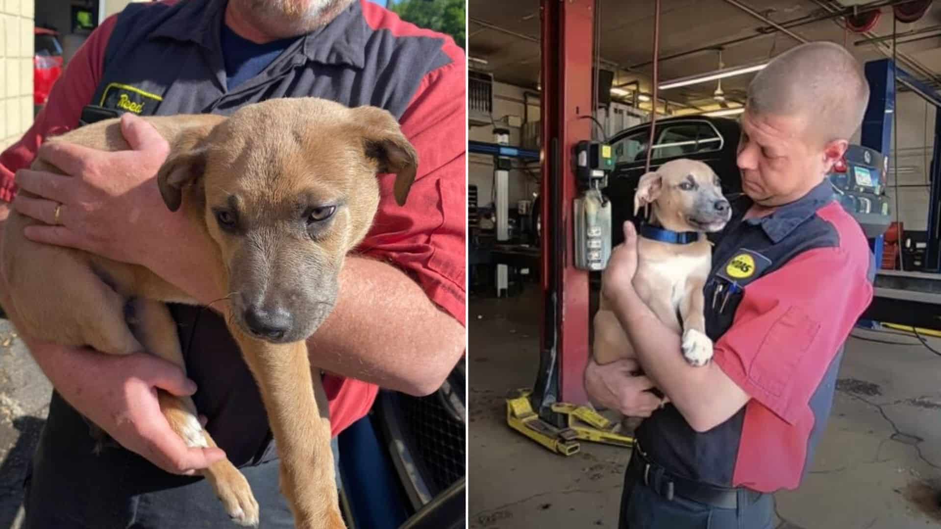 This Pup Was Abused, Trapped In A Backpack, And Dumped Into A Trash Bin