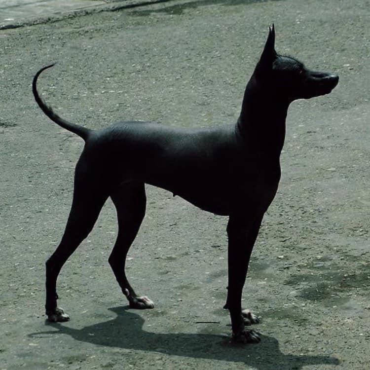 Abyssinian Sand Terrier