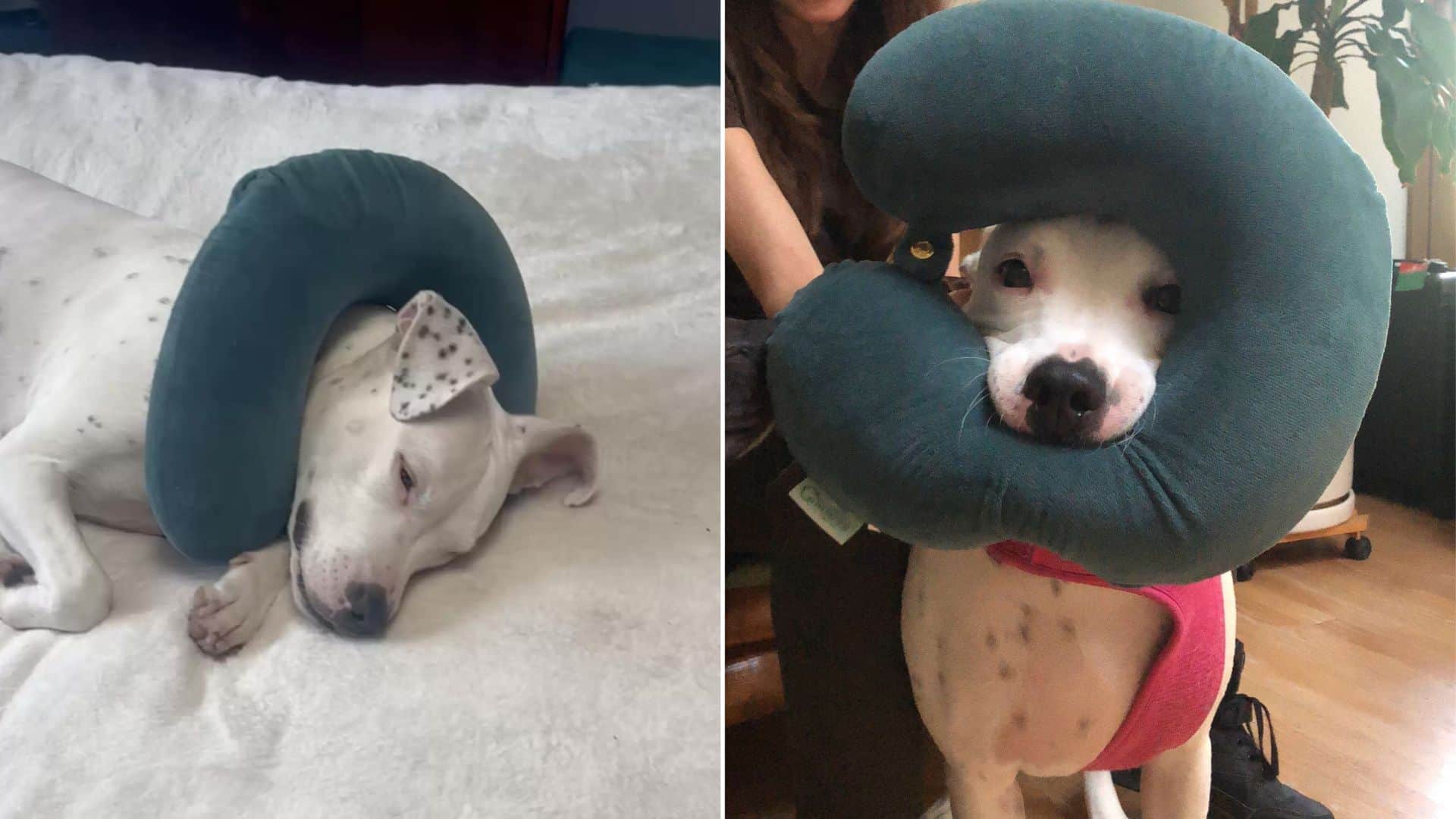 This Deaf Pitbull Has A Travel Pillow As Her Best Friend