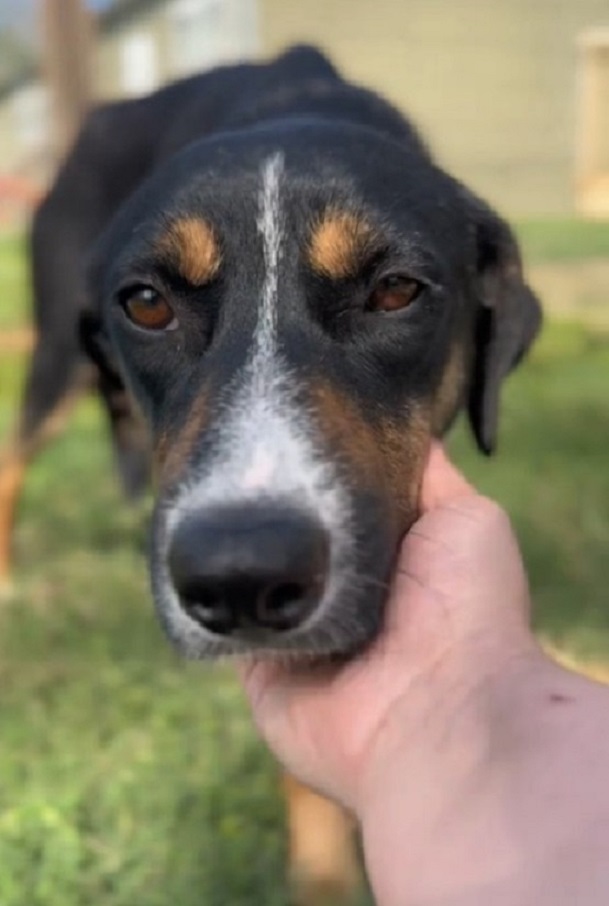 adopted dog holding head in human hand